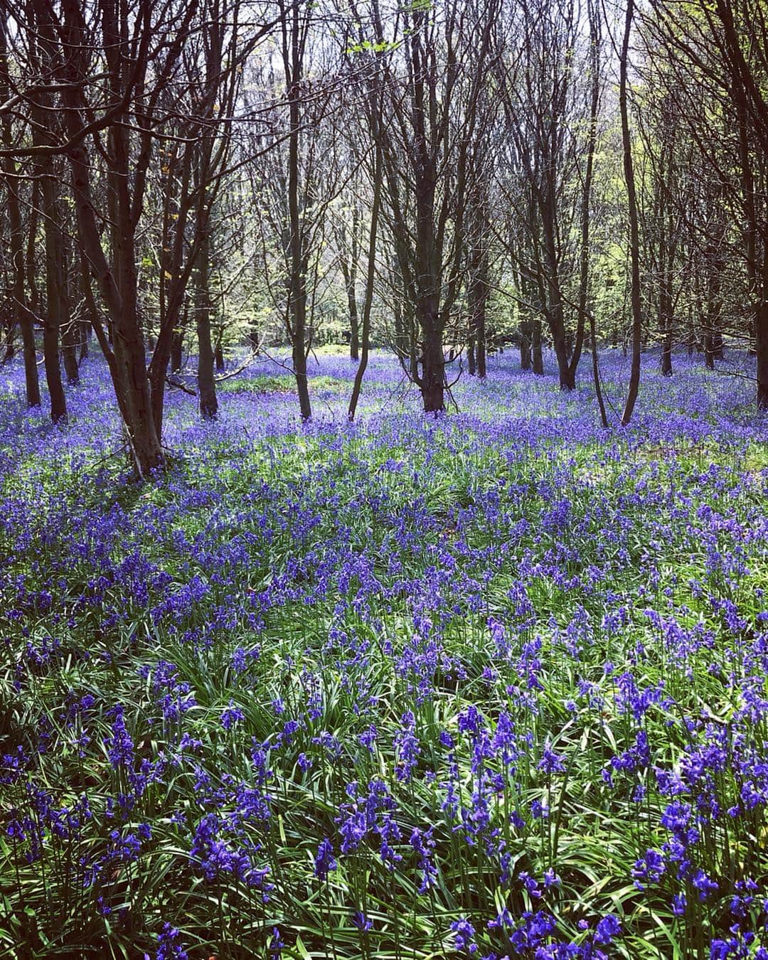 Tea and sittingさんのインスタグラム写真 - (Tea and sittingInstagram)「I put these #bluebell pictures in my Stories yesterday but just felt they needed to be shared here too...🌿💙 #bluebellwoods #bluebells」4月23日 19時18分 - 5ftinf