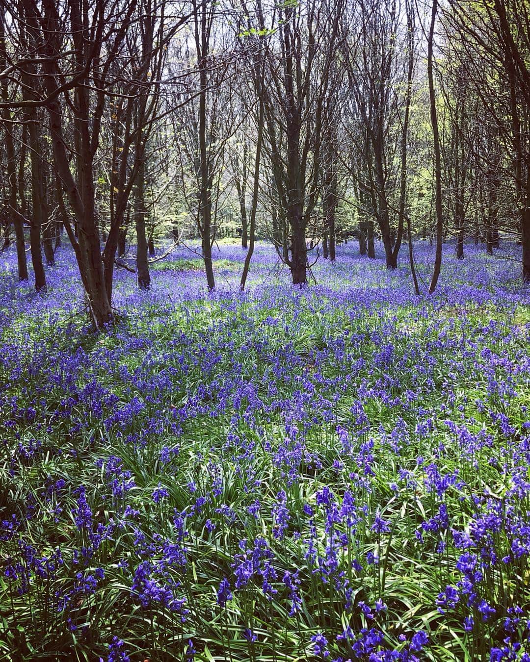 Tea and sittingのインスタグラム：「I put these #bluebell pictures in my Stories yesterday but just felt they needed to be shared here too...🌿💙 #bluebellwoods #bluebells」