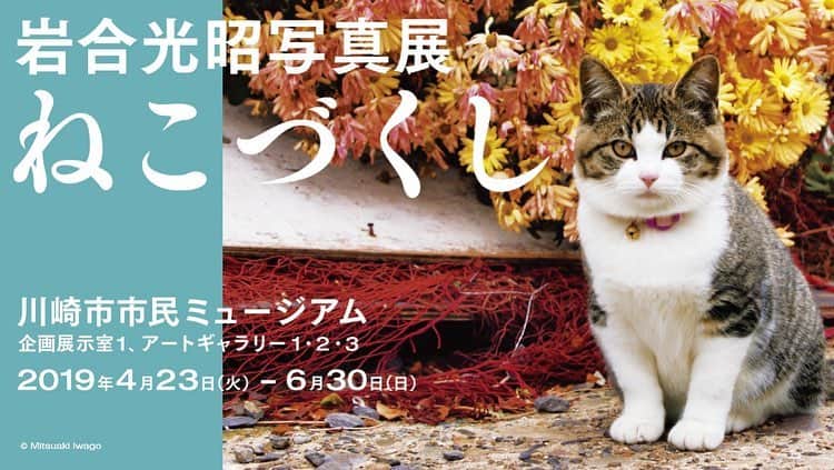 ねこさんのインスタグラム写真 - (ねこInstagram)「ジャーーーンッ😍🤘🏻❤️神奈川県にある、【川崎市市民ミュージアム】さんで、本日4月23日(金)から6月30日(日)までの間、「岩合光昭写真展 ねこづくし」が開催されております(´∀｀=)🌈🎵 その中で、我らNEKONOBAの商品一部、展開させて頂いております🦁‼️🗯 展開商品は写真の4商品🙋🏻‍♀️ ・ほうずい［KOZACLA］ ・ねこ茶商印の抹茶ほうずい ・ねこ茶商印の煎茶ティーバッグ ・ねこ茶商印のほうじ茶ティーバッグ です❣️🕺🏻✨ こちらの企画展では、岩合さんの写真展示のほか、トークショーやサイン会も開催されるみたいだよ😳❣️❣️ワーォ❣️ 気になる方は、【川崎市市民ミュージアム】で検索してチェックしてみてくださいっ🙌🌈 #neko_magazine #ねこ #猫 #ネコ #catstagram #cat #ねこマガジン #NEKONOBA #川崎 #川崎市市民ミュージアム #川崎市 #ねこづくし #岩合光昭」4月23日 19時25分 - neko_magazine