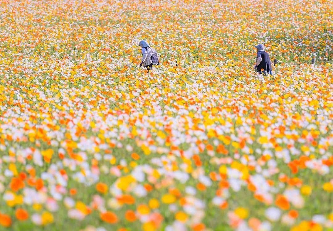 花の写真館さんのインスタグラム写真 - (花の写真館Instagram)「Photo by @matsutaka.photo.⠀ https://instagram.com/matsutaka.photo/⠀ .⠀ Original Post[投稿頂いたURL]⠀ https://www.instagram.com/p/BhiKkXHAoLx/⠀ .⠀ 本アカウントは、 #私の花の写真 をつけてInstagramに投稿された皆さまの花の写真や、「花の写真館」Facebookページで投稿された花の写真を紹介します。⠀ 「花の写真館」Facebookページは、「 @floral.photograph 」のプロフィールにあるURLからご覧ください。⠀ .⠀ #花の写真館 #floralphotograph #floralphoto #flower #flowers #富士フイルム #FUJIFILM⠀ Follow: @floral.photograph」4月23日 19時30分 - floral.photograph