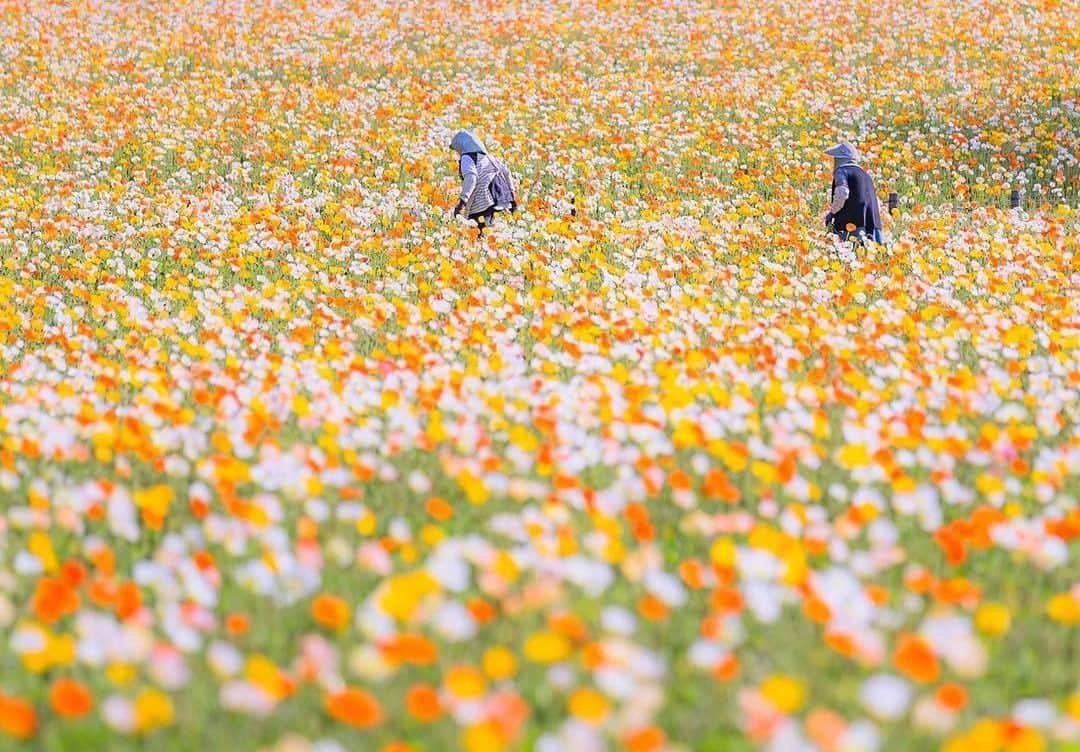 花の写真館のインスタグラム：「Photo by @matsutaka.photo.⠀ https://instagram.com/matsutaka.photo/⠀ .⠀ Original Post[投稿頂いたURL]⠀ https://www.instagram.com/p/BhiKkXHAoLx/⠀ .⠀ 本アカウントは、 #私の花の写真 をつけてInstagramに投稿された皆さまの花の写真や、「花の写真館」Facebookページで投稿された花の写真を紹介します。⠀ 「花の写真館」Facebookページは、「 @floral.photograph 」のプロフィールにあるURLからご覧ください。⠀ .⠀ #花の写真館 #floralphotograph #floralphoto #flower #flowers #富士フイルム #FUJIFILM⠀ Follow: @floral.photograph」