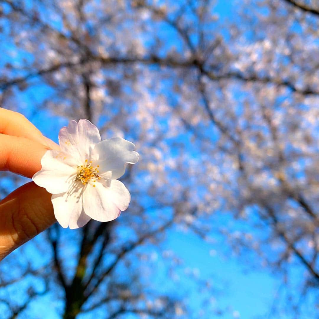 ゆん（並木優奈）さんのインスタグラム写真 - (ゆん（並木優奈）Instagram)「. . お花見してきた🌸💕 . . . . . . #🌸」4月23日 19時31分 - yunaaaaa.x