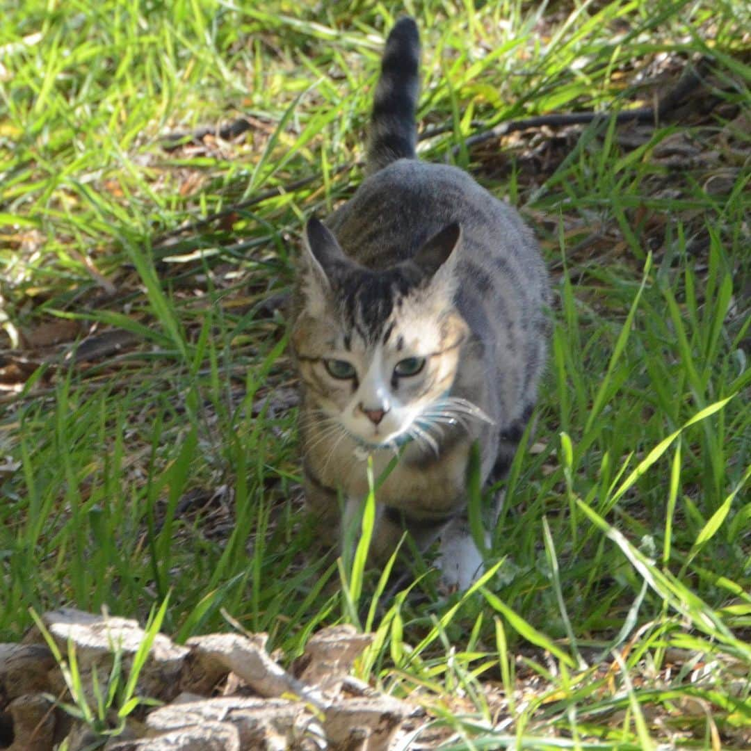 やふさんのインスタグラム写真 - (やふInstagram)「妖怪新吉が猛ダッシュ中！の一枚でした（この勢いそのままに木に登った） . #cat #neko #catlovers #catsofinstagram #catstagram #instacat #猫 #ねこ #ネコ #保護猫 #新吉」4月23日 19時31分 - kyafy