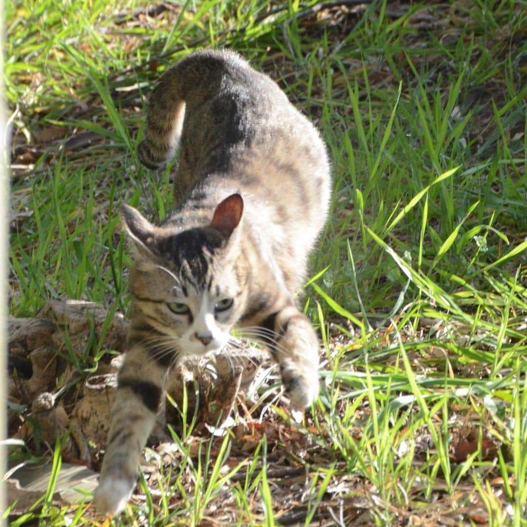 やふさんのインスタグラム写真 - (やふInstagram)「妖怪新吉が猛ダッシュ中！の一枚でした（この勢いそのままに木に登った） . #cat #neko #catlovers #catsofinstagram #catstagram #instacat #猫 #ねこ #ネコ #保護猫 #新吉」4月23日 19時31分 - kyafy