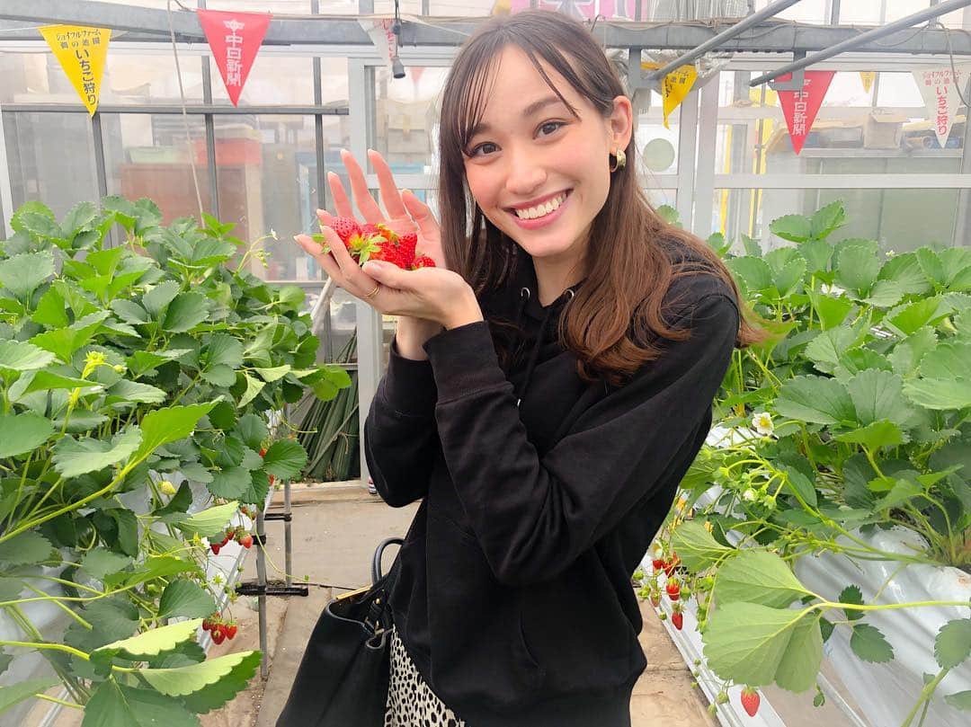 のインスタグラム：「. いちご狩り行ってきた🍓🍓🍓 . . #strawberry #morango #いちご #いちご狩り」