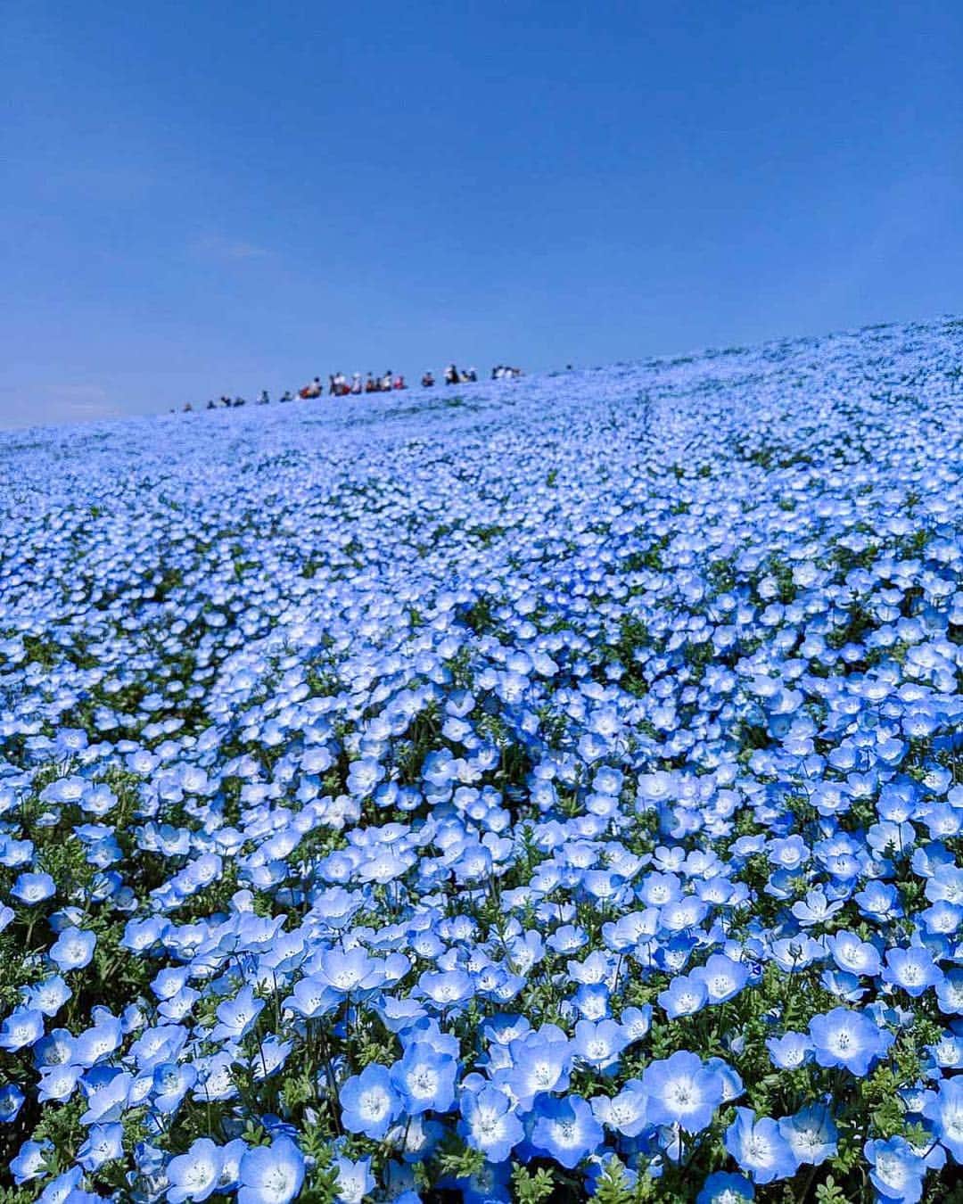 詩歩さんのインスタグラム写真 - (詩歩Instagram)「💠﻿ ﻿ 今年もネモフィラの時期がやってきましたっ！﻿ It’s the time of nemophila garden! Enjoy the sea of blue flowers in Japan!﻿ ﻿ 5年前からほぼ毎年訪れているけど、何回みても感動する☺﻿ ﻿ 青空に続くように広がる青色の絨毯、惚れ惚れしちゃうな〜。﻿ ﻿ 今日は特別にドローンでも撮影させていただきました！﻿ 近々動画もUPするのでお楽しみにください☺﻿ ﻿ ﻿ ﻿ 📱スマホで撮影﻿ #pixelで撮影 #teampixel #pixel3﻿ ﻿ 📷 23 April 2019﻿ 📍国営ひたち海浜公園／茨城県﻿ 📍Hitachi Seaside Park／Ibaraki Japan﻿﻿﻿﻿﻿ ﻿ ©︎Shiho/詩歩」4月23日 19時45分 - shiho_zekkei