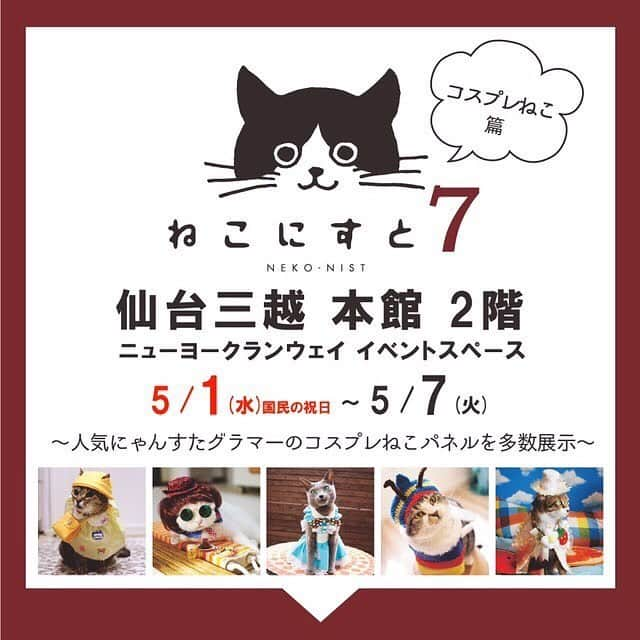 しるこさんのインスタグラム写真 - (しるこInstagram)「2019.4.23 お知らせですにゃ📣😽 5/1〜7 仙台三越で 『ねこにすと7』が開催されます✨ 今回のコスプレねこ篇に 重たい帽子を頑張って被ってる ジャックしるスパロウ☠️が展示されてますにゃよ😻 令和になって最初のお出かけに ぜひお越しくださいにゃ🐈💨 . @neko_nist  #ねこにすと7 #仙台三越 #ねこコスプレ篇 .」4月23日 19時40分 - shirukotan