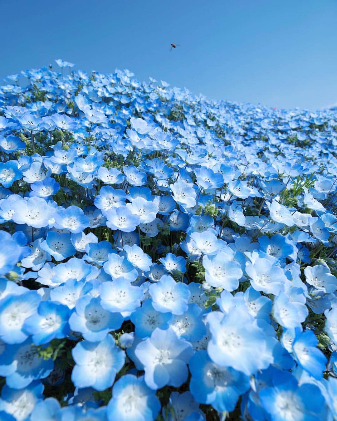 masayaさんのインスタグラム写真 - (masayaInstagram)「ひたち海浜公園  Hitachikaihin Park this morning  #ネモフィラ #nemophila #ひたち海浜公園 #japan #blue #flowers」4月23日 19時44分 - moonlightice
