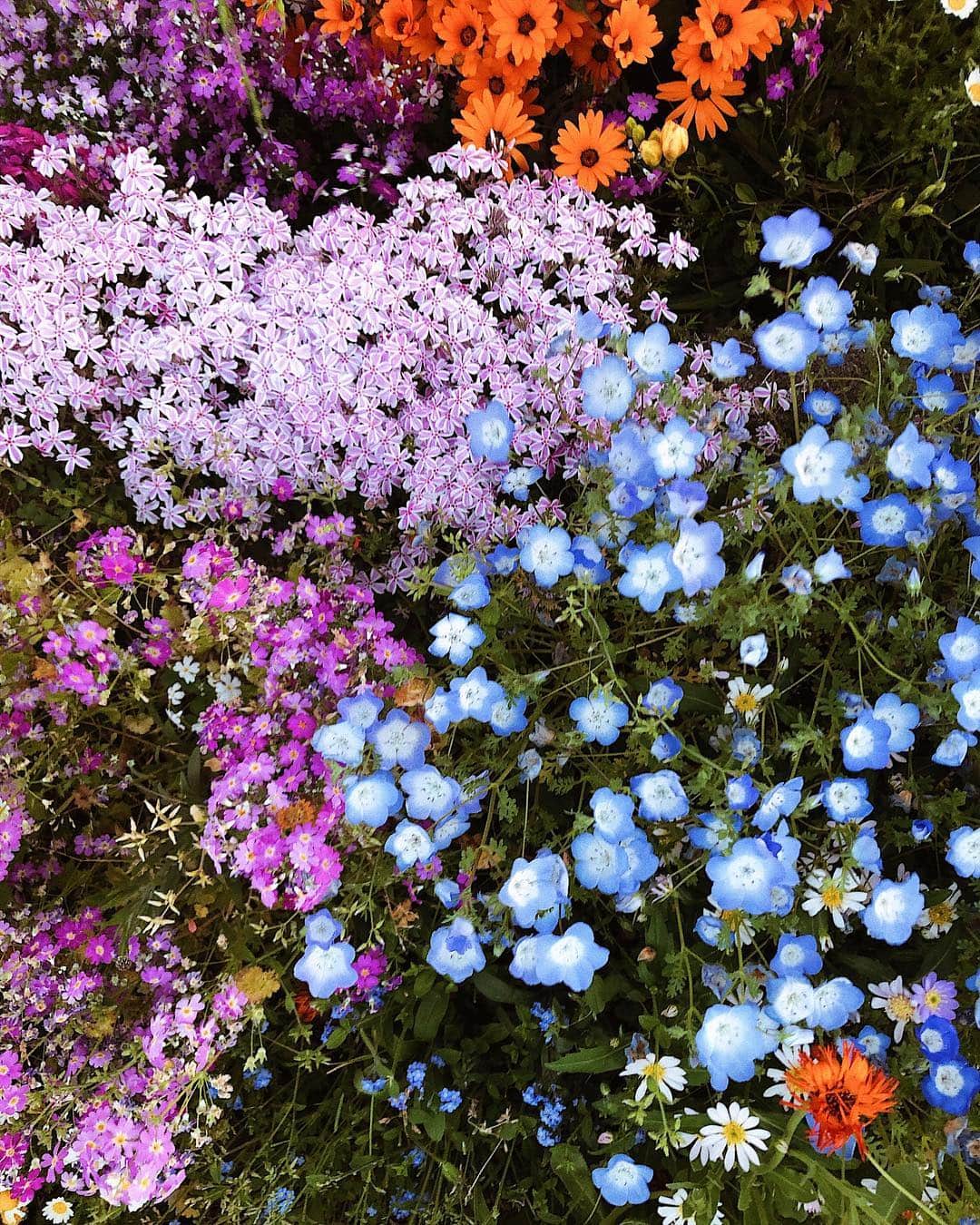 Tamikoのインスタグラム：「heart eyes all day 🦋🌈 wow could she be any sweeter レインボーの花達可愛すぎる #earth #miracles」