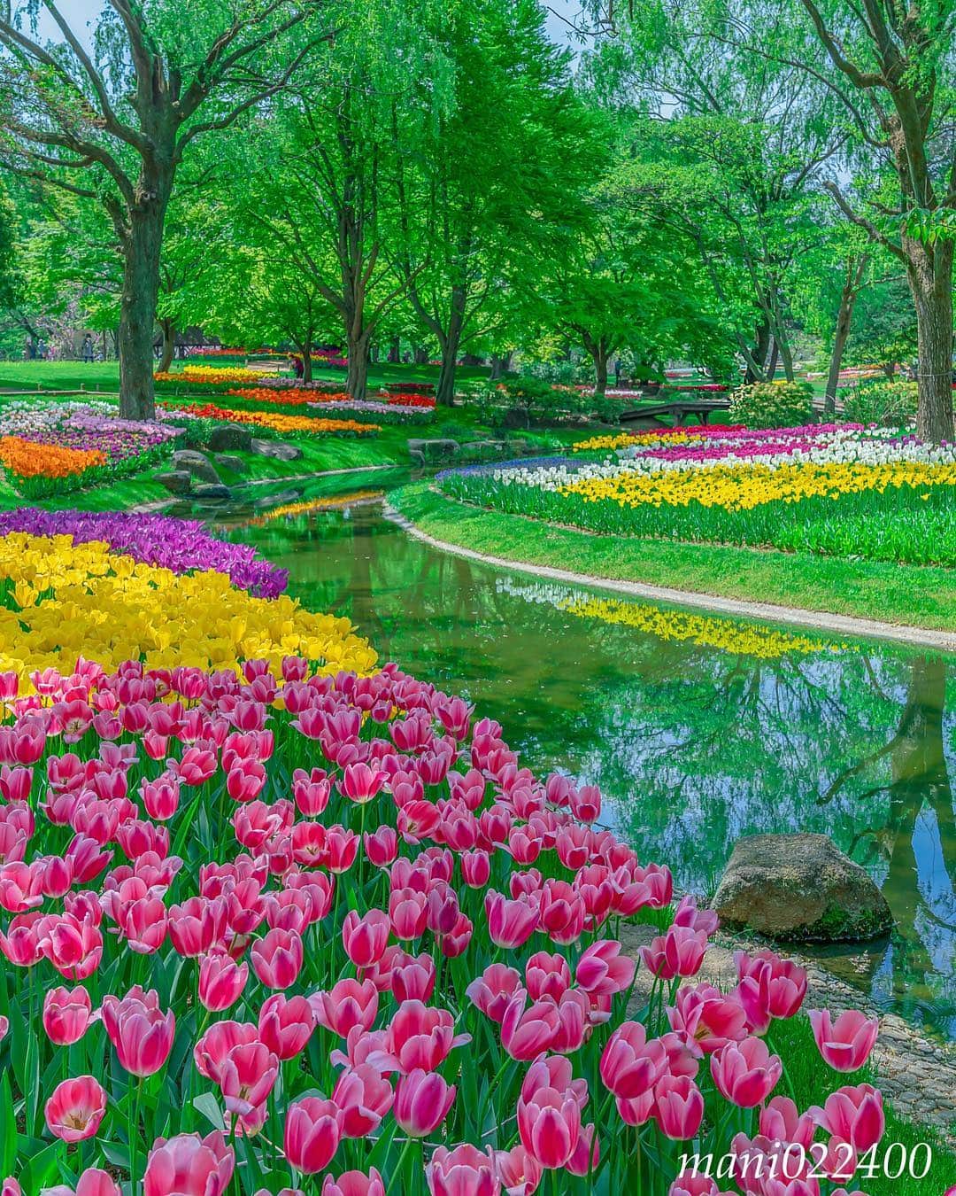 mani022400さんのインスタグラム写真 - (mani022400Instagram)「. 23 Apr. 2019 ． こんばんはー 😊  今日行ってきた昭和記念公園です。 前回行った時よりも チューリップがたくさん咲いていました✨ ． . . . 🌺🌺🌺🌷🌷🌷🌹🌹🌹🌸🌸🌸 ご訪問ありがとうございます🙇 . お花以外の写真は サブアカウントにポストしています。 良かったら、覗いてください🙇🙇 ⬇️⬇️⬇️ @mani0224000 . 🌺🌺🌺🌷🌷🌷🌹🌹🌹🌸🌸🌸 . . . 🔷🔷🔷🔷🔷🔷🔷🔷🔷 #カメラ好きな人と繋がりたい jalan_travel #flower  #花 #flowers  #love_bestjapan  serahana #ファインダー越しの私の世界 じゃらん花畑 #花のある暮らし  #bns_lite #eclecticshow #explore_floral . #9vaga9  9vaga_3flowers9 9Vaga_Rose9 #floristsandflowers #ip_blossoms_member #fabulous_shots ig_flowers #ponyfony_flowers #meiko_flora_member #myheartinshots #la_flowers #rainbow_petals #top_favourite_flowers  #quintaflower #inspiring_shot #phx_flowers #flower_special_legend  nature_special_legend  #ind_flowers #tv_flowers #best_moments_flora  #best_beauty_flora_  9vaga_flowersart9 #ptk_flowers #fleur_noblesse_m .」4月23日 19時57分 - mani022400