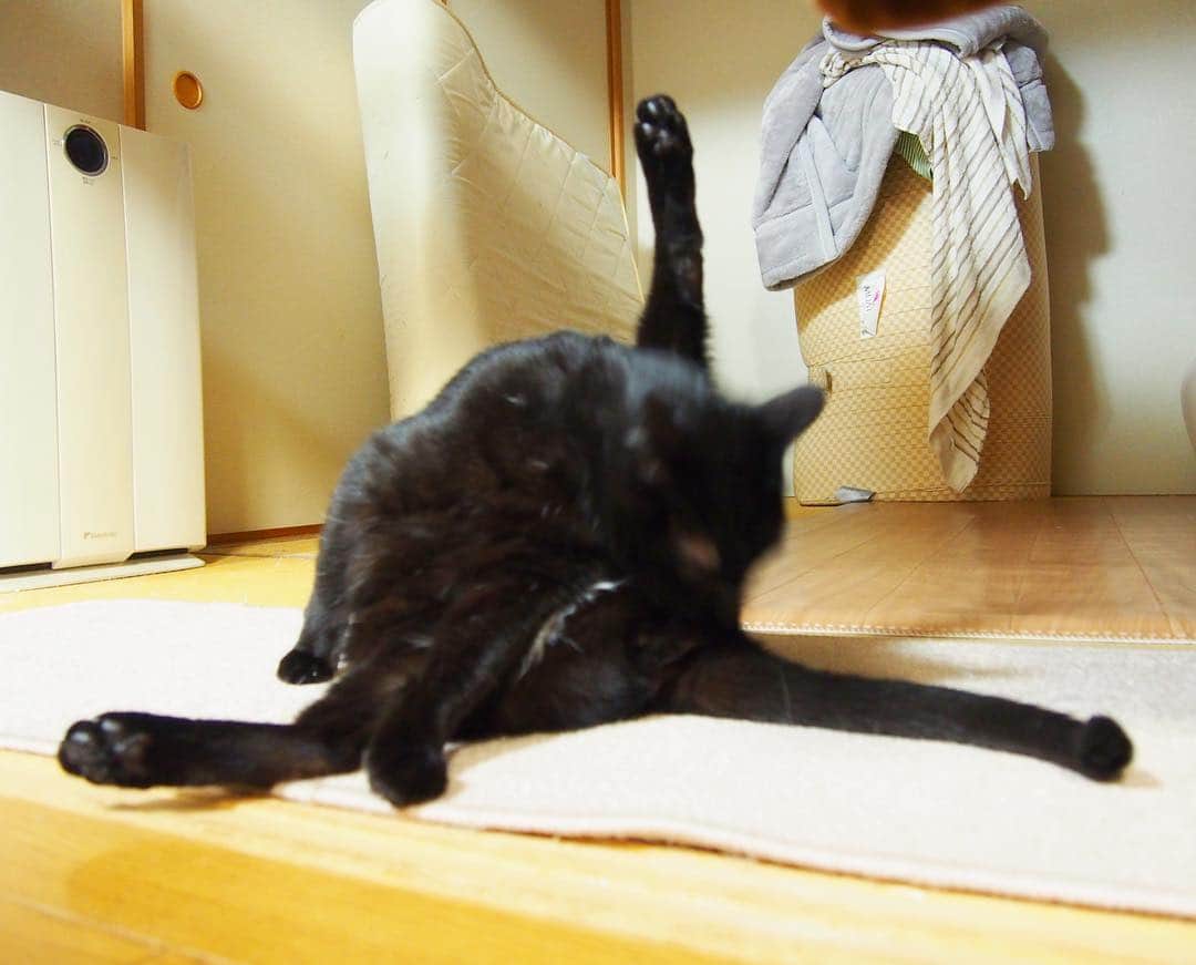 nemuru_catさんのインスタグラム写真 - (nemuru_catInstagram)「#ベム  こんばんは😊 どれが足だかシッポだか わかんないし😸 * #ねこ部#cat#cats#neko#猫#catsofinstagram#bestmeow#catlover#instagramjapan#ふわもこ部#黒猫」4月23日 20時12分 - nemuru_cat