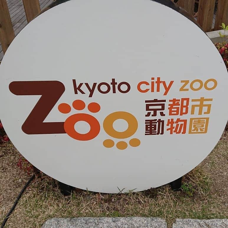 荒木悠司さんのインスタグラム写真 - (荒木悠司Instagram)「★ kyoto city zoo 4月21日(日) 京都市動物園に行って参りました。 . 日本で2番目に古い動物園で 1903年に開園され、 平成27年にグランドオープン！ . より近くで動物を見て感じることができ、 大人も小さなお子様も心から楽しめるとても素晴らしい動物園です。 . 第31代 園長 片山博昭さんに きめ細かくご丁寧に園内をご案内して下さり感謝申し上げます。 . ゾウさんをもっとゆっくり見たいのでまたお邪魔させていただきたいと思います。」4月23日 20時08分 - yuji_prince_araki