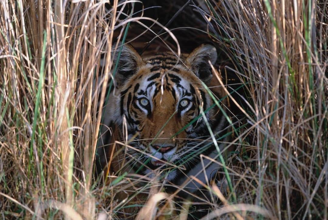Discoveryさんのインスタグラム写真 - (DiscoveryInstagram)「“Are you watching me or am I watching you?” 🐅 . . . . . #TigerTuesday #instanature #nature #naturephotography #wildlifephotography #ProjectCAT #bigcats #tigers #meow」4月23日 20時21分 - discovery