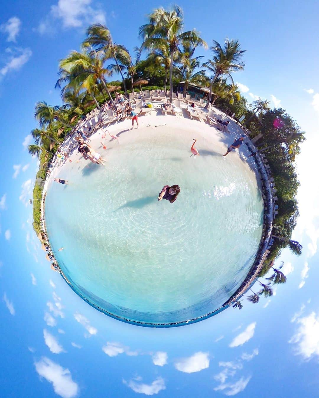 田島知華さんのインスタグラム写真 - (田島知華Instagram)「【Aruba🇦🇼Oranjestad】Swim at the beach with flamingos. カリブ海アルバ島のフラミンゴビーチ🌴 360度カメラ RICOH THETAを使って 後ろを歩いていたフラミンゴも一緒に。 ちょっと間抜けな感じが可愛くて癒される♡ 海はさすがカリブ海なだけあって透明度も高く 太陽の光でキラキラ輝いていました✨ Copyright ©︎ TAJIHARU _ #たじはるトリップ #TAJIHARU_aruba #アルバ #オランダ #女子旅 #シータ #ricoh #ricohtheta #theta #thetav #theta360 #360camera #thetaのある生活 #aruba #oranjestad #renaissanceisland #carribbean #carribbeansea #carribbeanisland #flamingobeach #netherlands #holland #femmetravel #beautifulmatters #wonderful_places #beautifuldestinations #beautifulplace #earthpix #discoverglobe #discoverearth」4月23日 20時29分 - haruka_tajima