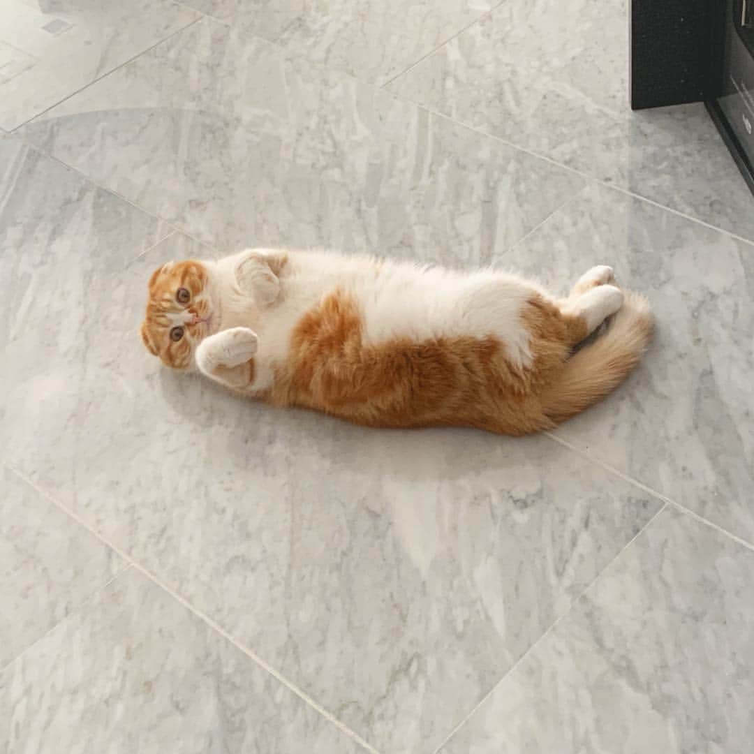 HIKAKINのインスタグラム：「本日のほっげー  #まるお #猫 #かわいい #ヒカキン」