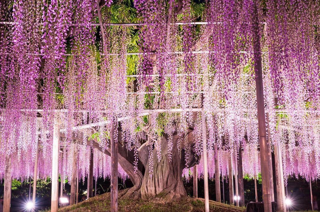 THE GATEさんのインスタグラム写真 - (THE GATEInstagram)「【Follow us! @thegate_japan】 THE GATE is a website for all journeys in Japan. Follow @thegate_japan for japan travel inspiration! . Ashikaga Flower Park(#あしかがフラワーパーク ), located in #Ashikaga(#足利), #Tochigi(#栃木), is a flower wonderland💐✨ . The park measures 94,000㎡, and has different flowers blossoming throughout all four seasons. . In the spring season, you can enjoy beautiful wisteria flowers. There are over 350,variety of wisteria trees✨  With the completion of Ashikaga Flower Park Station in 2018, the accessing the park is now easier than ever. . . . . Check more information about Japan. →@thegate_japan . #Japan  #Tochigi #ashikaga #thegate_japan #travel #exploring #thegate #thegate_spring #visitjapan #sightseeing #ilovejapan #triptojapan #beautifulflowers #flowers #gardens #nature #beautifulnature #spring #springseason #flowers #wisteria #flowerpark #ashikagaflowerpark」4月23日 20時40分 - thegate_travel