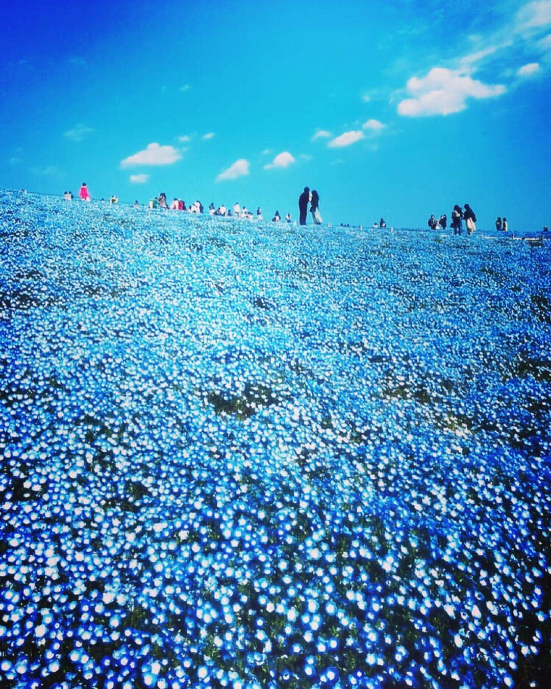 美川憲二さんのインスタグラム写真 - (美川憲二Instagram)「青の絨毯よ〜😍🦋🦋🦋🦋🦋🦋 ひたち海浜公園の ネモフィラの丘が 今正に見頃で🥰 綺麗でちた💕💕💕💕💕💕💕💕💕💕💕💕💕 #青の絨毯  #ネモフィラの丘  #ひたち海浜公園  #今が見頃  #とても綺麗  #ルンルン気分  #美川憲二 #ものまね」4月23日 20時49分 - mikawakenji