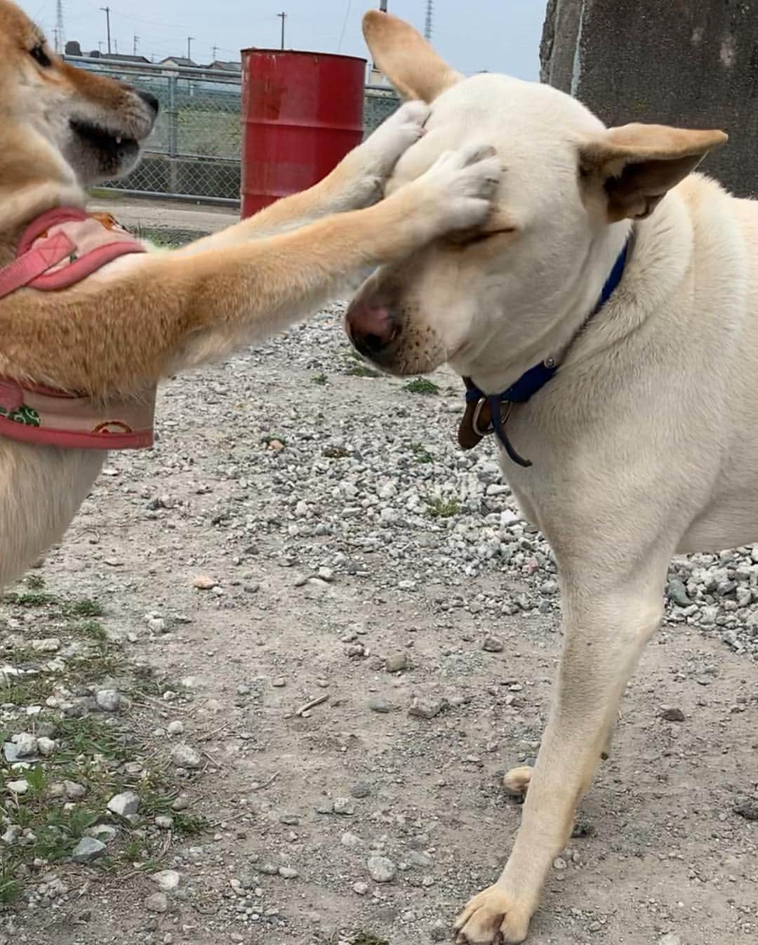 shibainu berryさんのインスタグラム写真 - (shibainu berryInstagram)「Pankun🐕 🆚 Mukumin🦊🐾 Best friend😂👍 先日のパンくん🍞🆚むくみん🦊 むくみんペチペチしまくってるけどこれは"大好き❗️"っていうことなんだよ😆 友達の証✨ 遊んでくれる子にはパンチしまくり〜🐾口をガブっとするのも好き😂甘噛みぐらいやから痛くはないよ😊 パンくんは優しいから怒らず相手してくれる😊☺️毎回一発はパンチやり返されてる😂(６枚目) パンくんは徳島市在住。迷子(捨て犬？)から保護中。今は里親募集いったんお休み中ですが、保護主さん多忙の為、パンくんと遊んでくれる方、ナデナデしてくれる方、オヤツくれる方、パンくんに会いに来てくださいね🤗人好き、犬好き、オヤツ好き、優しく甘えん坊のパンくんです😊個人のお宅ではないから気軽に会いに行けます✨ 詳しくは保護主さん @rie10m の投稿をご覧ください☺️ #❤️迷子犬の掲示板応援団 @maigo_dog  #❤️迷子犬の掲示板四国応援 @maigo_dog_shikoku #めざせ迷子犬ゼロ👌 #柴犬 #べりやん #べりむく #多頭飼い #berry #shiba #shibainu  #shibainumania #shibastagram #instashiba #ぷにっと部 #口角キュキュッと部  #チーム俺様 →部員絶賛募集中 #shiba_snap #proudshibas #west_dog_japan #サンデイ #instagramjapan #ふわもこ部 #pecoいぬ部 #pecotv #buzzfeedanimals #dogsofinstagram #dogsofinstaworld #dogs_of_instagram #9gag」4月23日 21時07分 - shibainu.berry