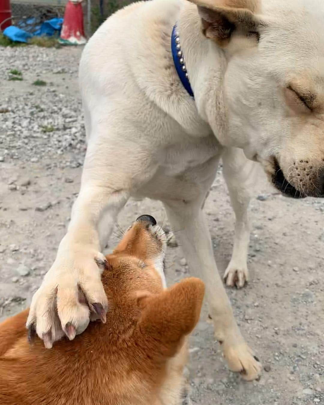 shibainu berryさんのインスタグラム写真 - (shibainu berryInstagram)「Pankun🐕 🆚 Mukumin🦊🐾 Best friend😂👍 先日のパンくん🍞🆚むくみん🦊 むくみんペチペチしまくってるけどこれは"大好き❗️"っていうことなんだよ😆 友達の証✨ 遊んでくれる子にはパンチしまくり〜🐾口をガブっとするのも好き😂甘噛みぐらいやから痛くはないよ😊 パンくんは優しいから怒らず相手してくれる😊☺️毎回一発はパンチやり返されてる😂(６枚目) パンくんは徳島市在住。迷子(捨て犬？)から保護中。今は里親募集いったんお休み中ですが、保護主さん多忙の為、パンくんと遊んでくれる方、ナデナデしてくれる方、オヤツくれる方、パンくんに会いに来てくださいね🤗人好き、犬好き、オヤツ好き、優しく甘えん坊のパンくんです😊個人のお宅ではないから気軽に会いに行けます✨ 詳しくは保護主さん @rie10m の投稿をご覧ください☺️ #❤️迷子犬の掲示板応援団 @maigo_dog  #❤️迷子犬の掲示板四国応援 @maigo_dog_shikoku #めざせ迷子犬ゼロ👌 #柴犬 #べりやん #べりむく #多頭飼い #berry #shiba #shibainu  #shibainumania #shibastagram #instashiba #ぷにっと部 #口角キュキュッと部  #チーム俺様 →部員絶賛募集中 #shiba_snap #proudshibas #west_dog_japan #サンデイ #instagramjapan #ふわもこ部 #pecoいぬ部 #pecotv #buzzfeedanimals #dogsofinstagram #dogsofinstaworld #dogs_of_instagram #9gag」4月23日 21時07分 - shibainu.berry