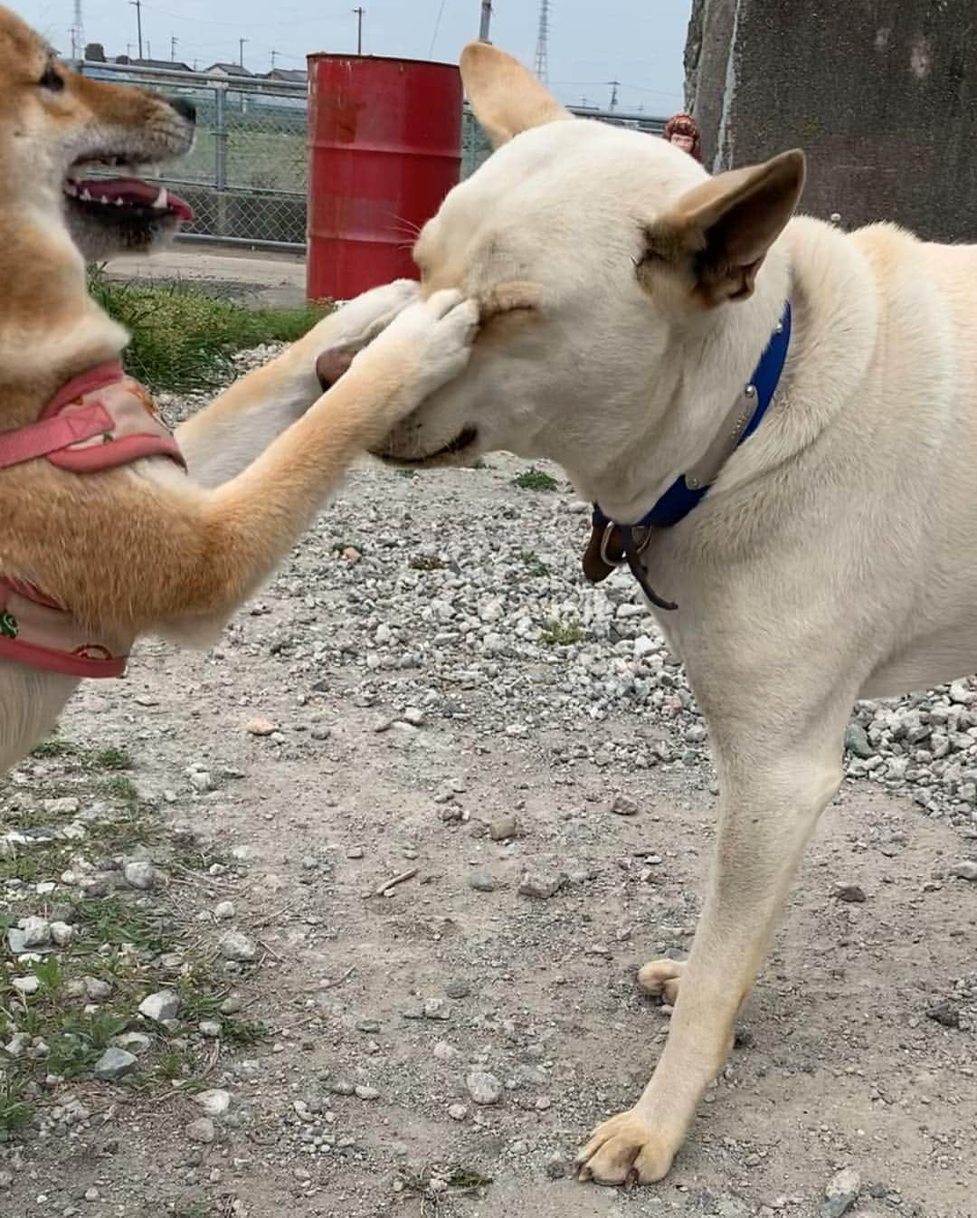 shibainu berryさんのインスタグラム写真 - (shibainu berryInstagram)「Pankun🐕 🆚 Mukumin🦊🐾 Best friend😂👍 先日のパンくん🍞🆚むくみん🦊 むくみんペチペチしまくってるけどこれは"大好き❗️"っていうことなんだよ😆 友達の証✨ 遊んでくれる子にはパンチしまくり〜🐾口をガブっとするのも好き😂甘噛みぐらいやから痛くはないよ😊 パンくんは優しいから怒らず相手してくれる😊☺️毎回一発はパンチやり返されてる😂(６枚目) パンくんは徳島市在住。迷子(捨て犬？)から保護中。今は里親募集いったんお休み中ですが、保護主さん多忙の為、パンくんと遊んでくれる方、ナデナデしてくれる方、オヤツくれる方、パンくんに会いに来てくださいね🤗人好き、犬好き、オヤツ好き、優しく甘えん坊のパンくんです😊個人のお宅ではないから気軽に会いに行けます✨ 詳しくは保護主さん @rie10m の投稿をご覧ください☺️ #❤️迷子犬の掲示板応援団 @maigo_dog  #❤️迷子犬の掲示板四国応援 @maigo_dog_shikoku #めざせ迷子犬ゼロ👌 #柴犬 #べりやん #べりむく #多頭飼い #berry #shiba #shibainu  #shibainumania #shibastagram #instashiba #ぷにっと部 #口角キュキュッと部  #チーム俺様 →部員絶賛募集中 #shiba_snap #proudshibas #west_dog_japan #サンデイ #instagramjapan #ふわもこ部 #pecoいぬ部 #pecotv #buzzfeedanimals #dogsofinstagram #dogsofinstaworld #dogs_of_instagram #9gag」4月23日 21時07分 - shibainu.berry