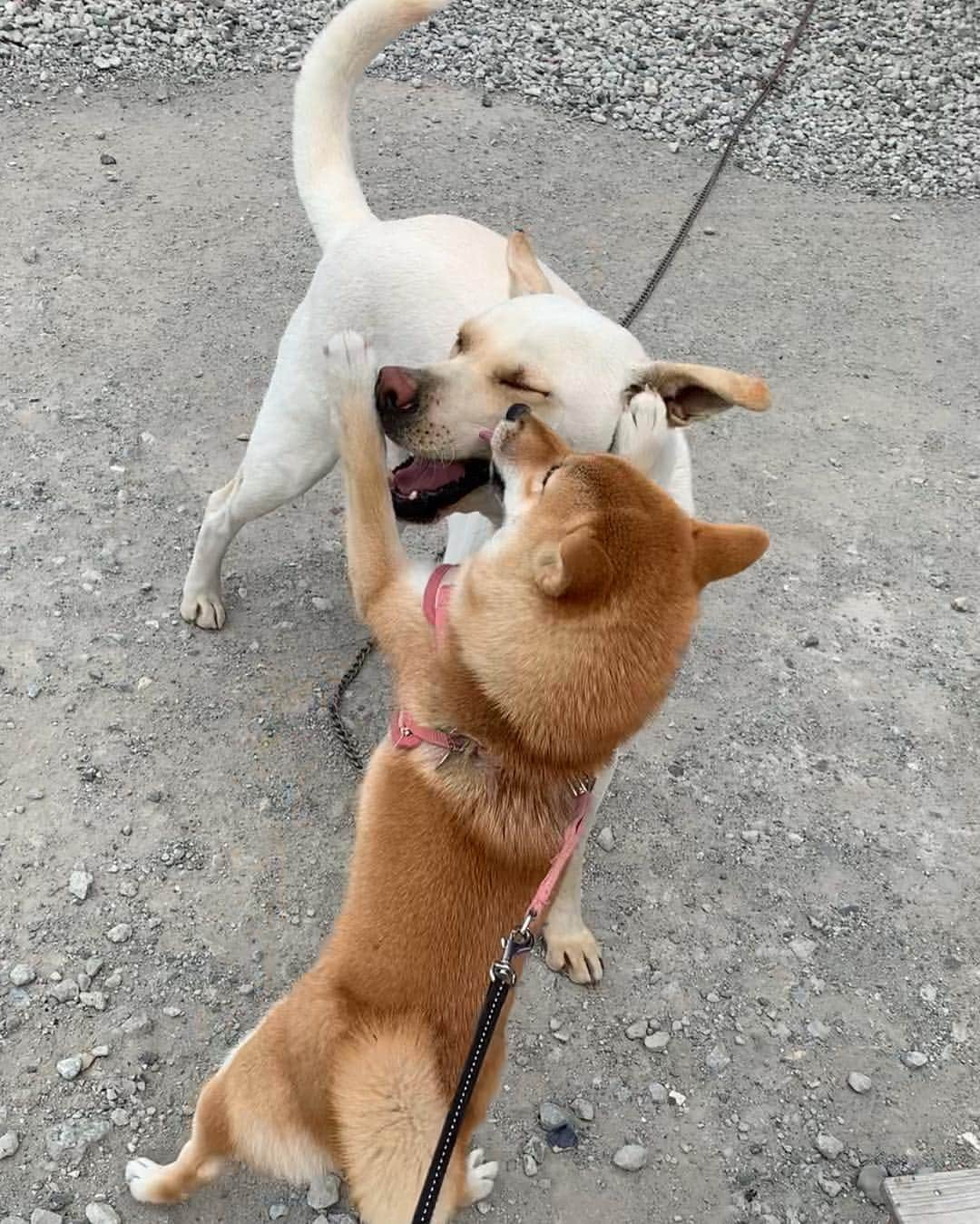 shibainu berryさんのインスタグラム写真 - (shibainu berryInstagram)「Pankun🐕 🆚 Mukumin🦊🐾 Best friend😂👍 先日のパンくん🍞🆚むくみん🦊 むくみんペチペチしまくってるけどこれは"大好き❗️"っていうことなんだよ😆 友達の証✨ 遊んでくれる子にはパンチしまくり〜🐾口をガブっとするのも好き😂甘噛みぐらいやから痛くはないよ😊 パンくんは優しいから怒らず相手してくれる😊☺️毎回一発はパンチやり返されてる😂(６枚目) パンくんは徳島市在住。迷子(捨て犬？)から保護中。今は里親募集いったんお休み中ですが、保護主さん多忙の為、パンくんと遊んでくれる方、ナデナデしてくれる方、オヤツくれる方、パンくんに会いに来てくださいね🤗人好き、犬好き、オヤツ好き、優しく甘えん坊のパンくんです😊個人のお宅ではないから気軽に会いに行けます✨ 詳しくは保護主さん @rie10m の投稿をご覧ください☺️ #❤️迷子犬の掲示板応援団 @maigo_dog  #❤️迷子犬の掲示板四国応援 @maigo_dog_shikoku #めざせ迷子犬ゼロ👌 #柴犬 #べりやん #べりむく #多頭飼い #berry #shiba #shibainu  #shibainumania #shibastagram #instashiba #ぷにっと部 #口角キュキュッと部  #チーム俺様 →部員絶賛募集中 #shiba_snap #proudshibas #west_dog_japan #サンデイ #instagramjapan #ふわもこ部 #pecoいぬ部 #pecotv #buzzfeedanimals #dogsofinstagram #dogsofinstaworld #dogs_of_instagram #9gag」4月23日 21時07分 - shibainu.berry