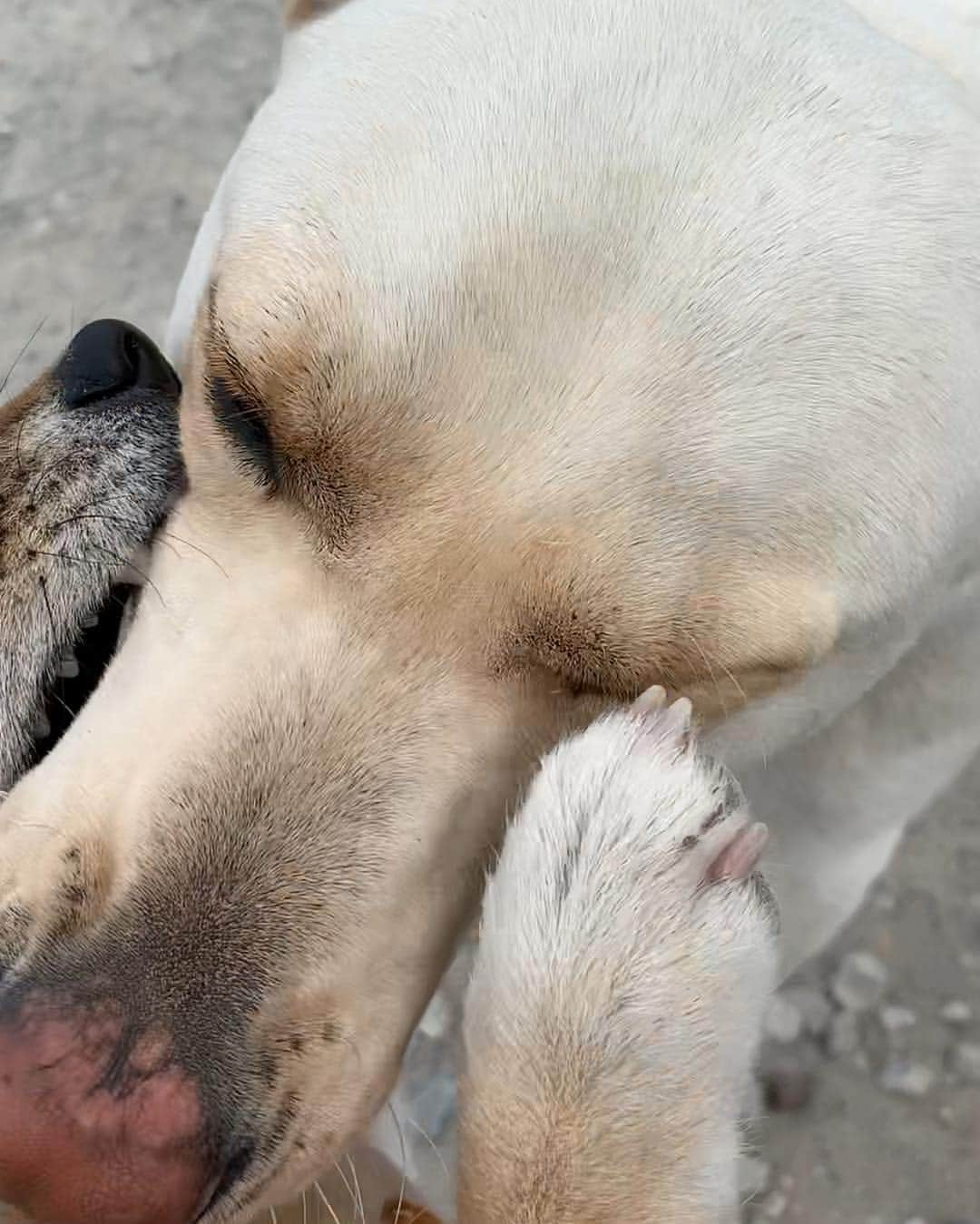 shibainu berryさんのインスタグラム写真 - (shibainu berryInstagram)「Pankun🐕 🆚 Mukumin🦊🐾 Best friend😂👍 先日のパンくん🍞🆚むくみん🦊 むくみんペチペチしまくってるけどこれは"大好き❗️"っていうことなんだよ😆 友達の証✨ 遊んでくれる子にはパンチしまくり〜🐾口をガブっとするのも好き😂甘噛みぐらいやから痛くはないよ😊 パンくんは優しいから怒らず相手してくれる😊☺️毎回一発はパンチやり返されてる😂(６枚目) パンくんは徳島市在住。迷子(捨て犬？)から保護中。今は里親募集いったんお休み中ですが、保護主さん多忙の為、パンくんと遊んでくれる方、ナデナデしてくれる方、オヤツくれる方、パンくんに会いに来てくださいね🤗人好き、犬好き、オヤツ好き、優しく甘えん坊のパンくんです😊個人のお宅ではないから気軽に会いに行けます✨ 詳しくは保護主さん @rie10m の投稿をご覧ください☺️ #❤️迷子犬の掲示板応援団 @maigo_dog  #❤️迷子犬の掲示板四国応援 @maigo_dog_shikoku #めざせ迷子犬ゼロ👌 #柴犬 #べりやん #べりむく #多頭飼い #berry #shiba #shibainu  #shibainumania #shibastagram #instashiba #ぷにっと部 #口角キュキュッと部  #チーム俺様 →部員絶賛募集中 #shiba_snap #proudshibas #west_dog_japan #サンデイ #instagramjapan #ふわもこ部 #pecoいぬ部 #pecotv #buzzfeedanimals #dogsofinstagram #dogsofinstaworld #dogs_of_instagram #9gag」4月23日 21時07分 - shibainu.berry