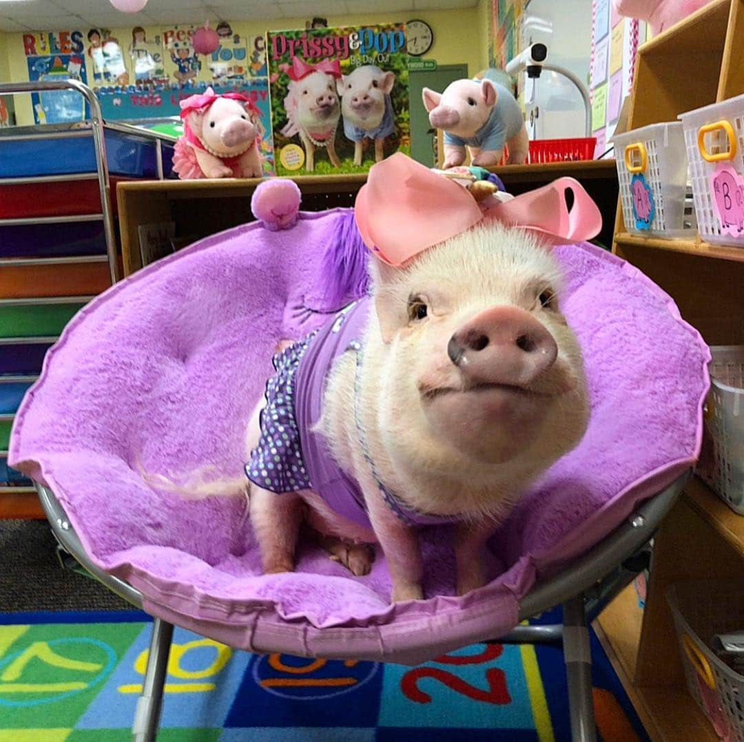 Priscilla and Poppletonさんのインスタグラム写真 - (Priscilla and PoppletonInstagram)「Waiting for my first grade friends to arrive, so I can tell them that I will be six in six days! I am so piggy excited.🐷🎈#birthdayweek #sharechair #firstgrade #teacherspet #birthdaygirl #PrissyandPop」4月23日 21時09分 - prissy_pig