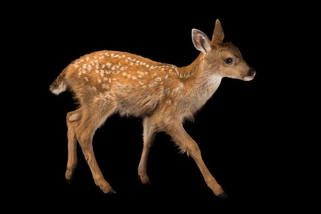 Joel Sartoreさんのインスタグラム写真 - (Joel SartoreInstagram)「This fawn @alaskazoo is a Sitka black-tailed deer, native to southeast Alaska and north-coastal British Columbia. Unlike other species of black-tailed deer, the Sitka variety is smaller and stockier, with a shorter face, giving it a distinct look. Their population tends to rise and fall throughout the year, primarily in response to winter weather and wolf and bear predation. Logging also has an impact on deer numbers as tree cover helps to reduce the impacts of winter; old-growth forests are filled with trees of different heights, which creates layers of branches that block falling snow. Less snow on the ground means more food available to deer, which increases the odds of more individuals surviving the harsh winter! #sitka #deer #alaska #blacktail #photoark #savetogether」4月23日 21時10分 - joelsartore