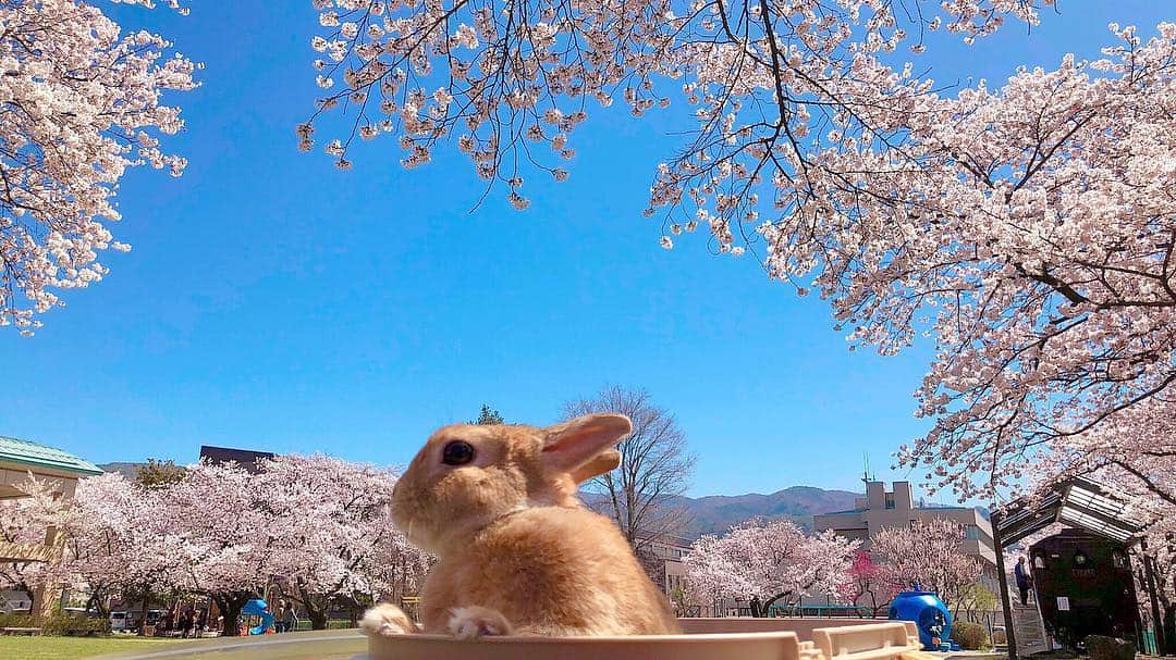 ラン?さんのインスタグラム写真 - (ラン?Instagram)「桜とうさぎ🌸🐰🌸 ☆ この前撮った写真まだ何枚かお気に入りあるから、少しずつ載せて行こうかかな(​ *´꒳`*​)🌸 ☆ #桜 #うさぎと桜  #桜とうさぎ #うさぎ #ネザーランドドワーフ #rabbit #bunny #bunnystagram  #rabbitstagram  #cute  #かわいい #ふわもこ部  #もふもふ  #zip写真部  #アニマル写真部 #instagramjapan #netherlanddwarf #うさぎと暮らす  #うさぎのいる暮らし #癒し #kawaii #ランちゃん  2019.04.23」4月23日 21時11分 - mofumofuusako
