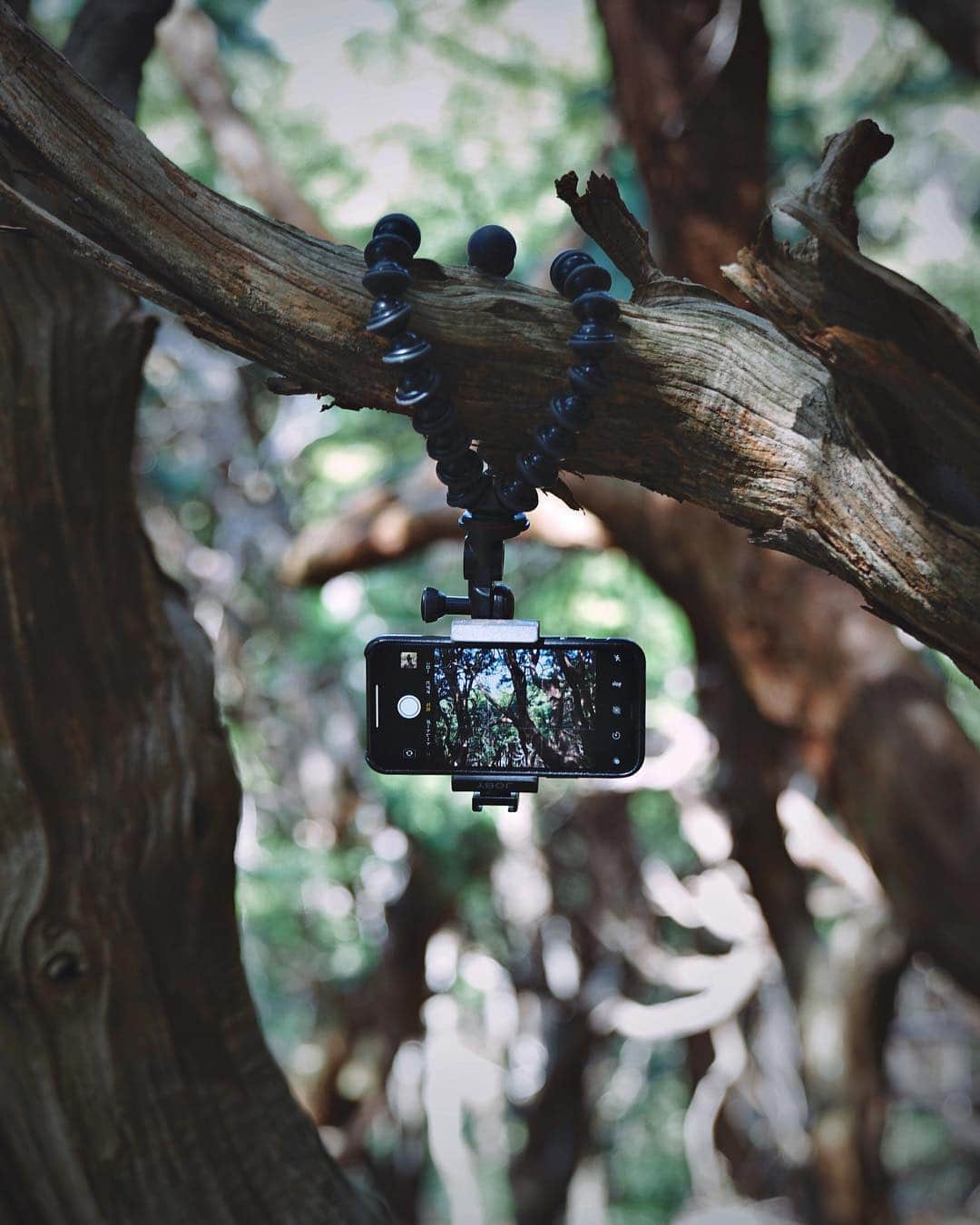 Koichiのインスタグラム：「. . My new gear 🦍 . @jobyinc GorillaPod Mobile RIG #GorillaPod #JOBY . ゴリラというより子猿みたいで 可愛い携帯三脚ですw🐒 逆さでも使えて便利ですよ🙃 .」