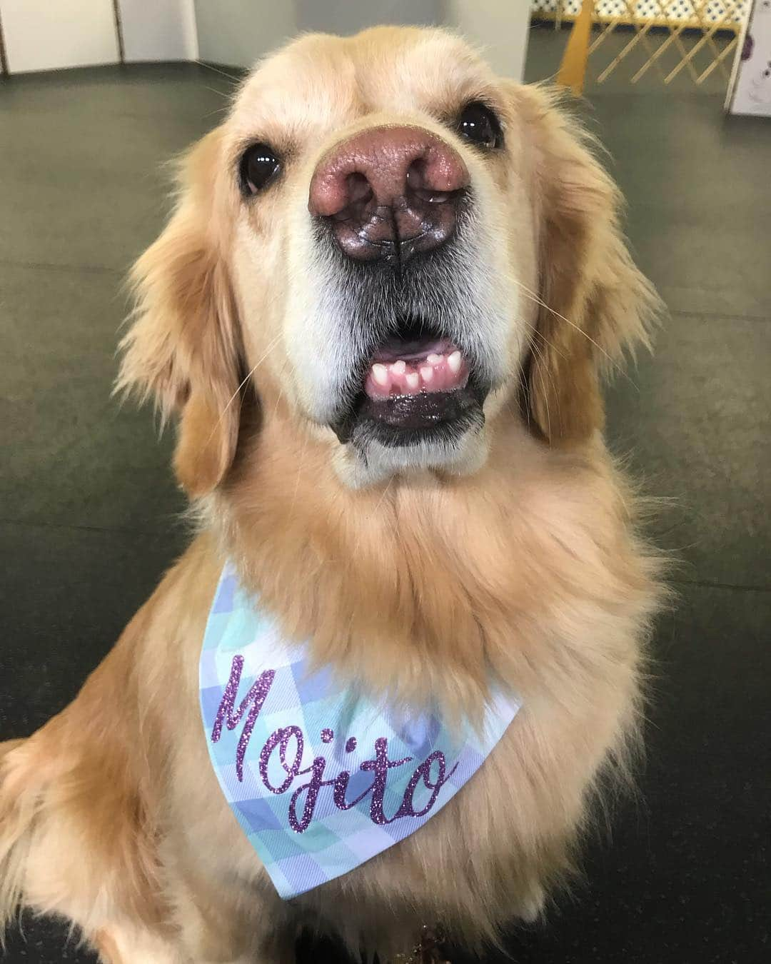 モヒートさんのインスタグラム写真 - (モヒートInstagram)「We should #teeferstuesday more of a thing. Who’s with me? #teefsouttuesday #teefers #crookedteeth ------------------------------- #goldensofig #goldenretriever  #goldenretrieversofinstagram #betterwithpets #dogsofig  #dogsofinstagram #fluffypack #gloriousgoldens #welovegoldens #ilovemydog #goldenlife #bestwoof #ProPlanDog #ilovegolden_retrievers #mydogiscutest #retrieversgram #dogsofcle」4月23日 21時33分 - mojito_rose_family