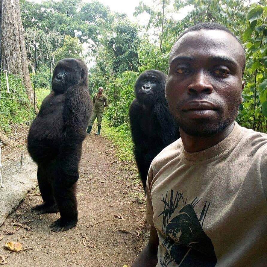 NBC Newsさんのインスタグラム写真 - (NBC NewsInstagram)「A park ranger’s #selfie is going viral after 2 orphaned #gorillas decided to strike a pose with him. Click the link in our bio to read more. . 📷 Ranger Mathieu Shamavu / @virunganationalpark」4月23日 21時48分 - nbcnews