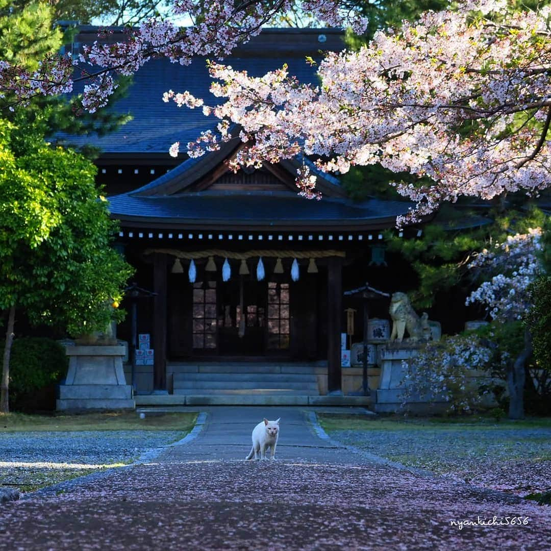 路地裏のにゃん吉さんのインスタグラム写真 - (路地裏のにゃん吉Instagram)「みんなの祈りしかと聞いたにゃ  #神社フォトコンわたしと神社 #ふるさと神社めぐり  #igersjp#ねこ#猫#ig_japan#ねこ部#ふわもこ部#さくら#にゃんすたぐらむ#みんねこ #cats#ファインダー越しの私の世界 #catsofinstagram#catstocker#instagramjapan##catloversclub#ペコねこ部#ピクネコ #東京カメラ部#icu_japan#team_jp_西 #고양이#nekoclub #catstagram#japan_photo_now #bestcatclub #loves_nippon#balousfriends#ファインダーは私のキャンパス」4月23日 21時48分 - nyankichi5656