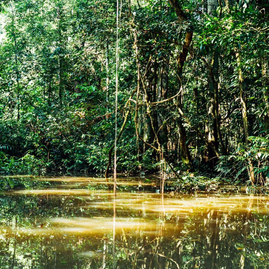 李翔さんのインスタグラム写真 - (李翔Instagram)「亞馬遜河 #Amazon （Jungle 、Jungle） 我本來以為自己 可以輕易的融入自然環境中，但是這裡不大一樣。它是世界的肺，所擁有的自然生態，大到無法想像。 要是船的引擎關掉 會變得寂靜，可以輕易地分辨空氣中所有流動的聲線。  有食人魚沒錯，穿梭河道時，光陰映在沙黃的河面上，是另外一種空間的感覺。 - 謝謝 @peru @sonytaiwan  #SonyAlpha #SonyA7M3 #SonyA7III #Sony秘魯映像#SEL24105G - #Lr_Vibrant #bbctravel #natgeo #stayandwander  #natgeoyourshot #yourshotphotographer #lima  #差差秘魯紀錄 #whpplanetearth  #traveladventures  #lovetheworld  #ilovetravel #natgeotravel #春  #igersperu  #peru #gothere #spring #culturetrip #yourshot  #BeAlpha  #mylpguide #lonelyplanet  #tripcom」4月23日 21時41分 - rookie030