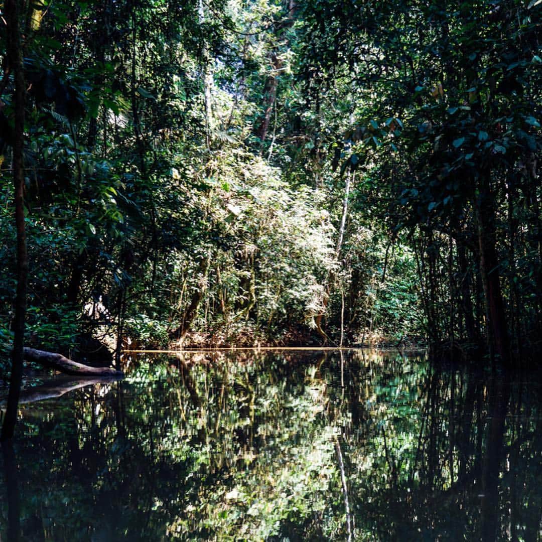 李翔のインスタグラム：「亞馬遜河 #Amazon （Jungle 、Jungle） 我本來以為自己 可以輕易的融入自然環境中，但是這裡不大一樣。它是世界的肺，所擁有的自然生態，大到無法想像。 要是船的引擎關掉 會變得寂靜，可以輕易地分辨空氣中所有流動的聲線。  有食人魚沒錯，穿梭河道時，光陰映在沙黃的河面上，是另外一種空間的感覺。 - 謝謝 @peru @sonytaiwan  #SonyAlpha #SonyA7M3 #SonyA7III #Sony秘魯映像#SEL24105G - #Lr_Vibrant #bbctravel #natgeo #stayandwander  #natgeoyourshot #yourshotphotographer #lima  #差差秘魯紀錄 #whpplanetearth  #traveladventures  #lovetheworld  #ilovetravel #natgeotravel #春  #igersperu  #peru #gothere #spring #culturetrip #yourshot  #BeAlpha  #mylpguide #lonelyplanet  #tripcom」