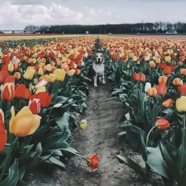 DogsOf Instagramのインスタグラム：「“Beagle in the Dutch Tulip field” writes @spyker_beagle_boy  #dogsofinstagram」