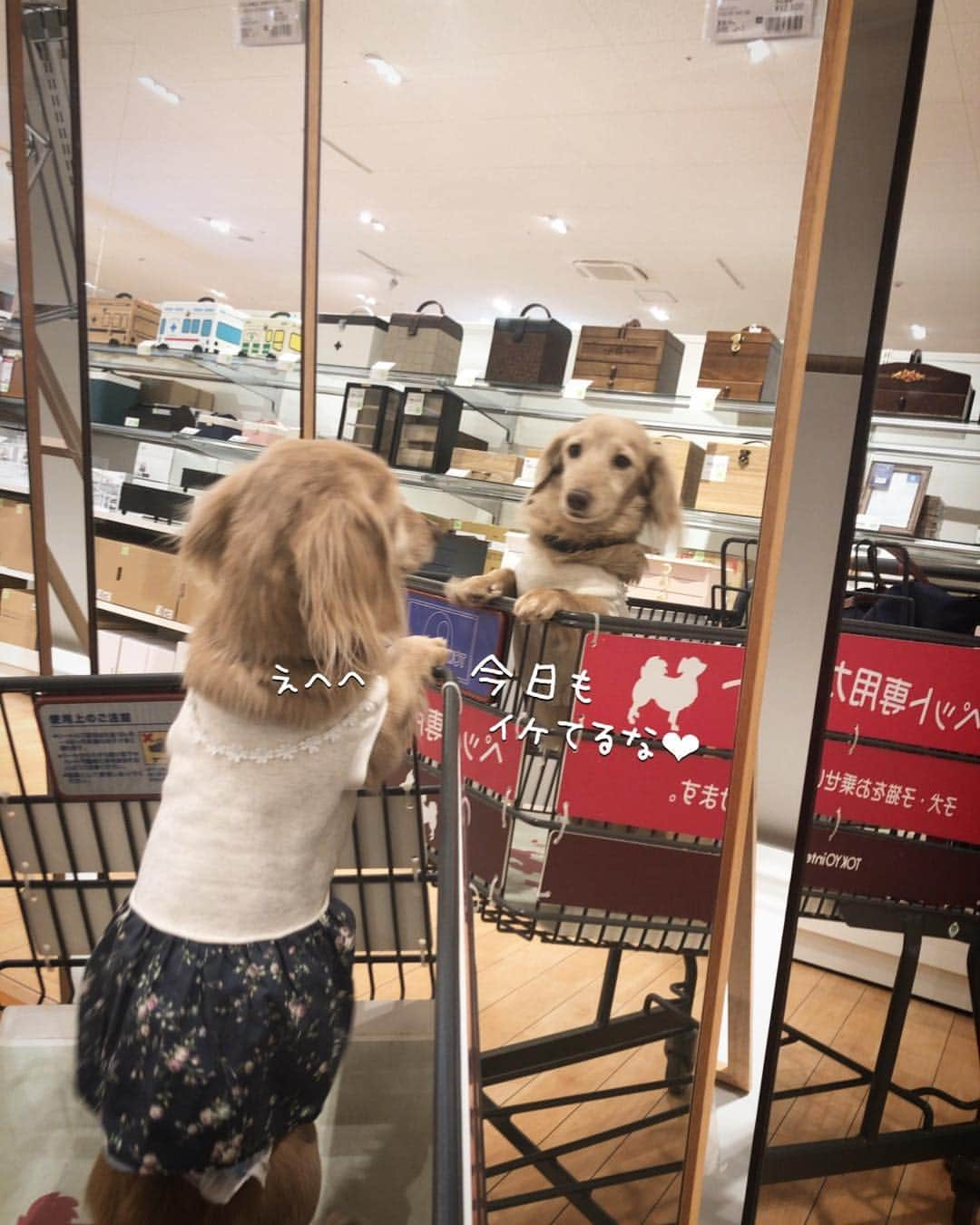 チズさんのインスタグラム写真 - (チズInstagram)「わんこ🐶も行ける #東京インテリア  みてるだけで満足だぁ〜😉💕 #おでかけ #快晴 ☀️ #鏡にうつる自分  #馬との再会 🐴❤️ #わんすたぐらむ  #ユルト 🍝 #🐴#🚙#🍴 #Mダックス #MiniatureDachshund #ミニチュアダックス #ミニチュアダックスフンド #ミニチュアダックスクリーム #カニンヘンクリーム #カニンヘンダックス#ダックス13歳 #カニンヘンダックスフンド #犬なしでは生きていけません#愛しのわんこ #癒し犬 #愛犬バカ #関西ダックス#短足犬 #短足部 #シニア犬#親父犬#犬は家族 #インスタでわんこみるのが日課 ♡♡♡♡」4月23日 21時58分 - sqi.chizu