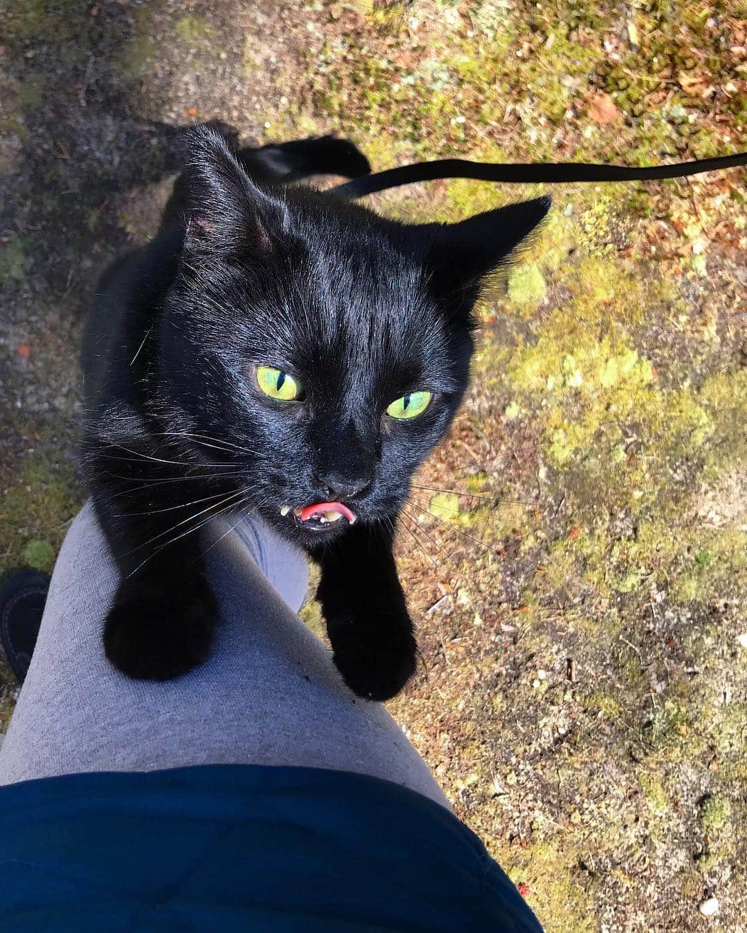 セルジオさんのインスタグラム写真 - (セルジオInstagram)「Hunting for tacos and hitching rides... #ubermom #pickmeup 🐒 . . #tongueouttuesday #monkeybusiness #vampirecat #catonaleash #catexplorer #catsonleashes #igkitty #igcats #catsofinsta #cattongue #tongueout #boop #myfurbaby #catmom #catmomlife #walkingmycat #cutecats #rescuecat #catslife #thedodo #petco #catstercats #catsofinstagram @cats_of_instagram #blackcats #blackcatsofinstagram #9gagcute #catswiththeirtonguesout」4月23日 22時05分 - monkandbean