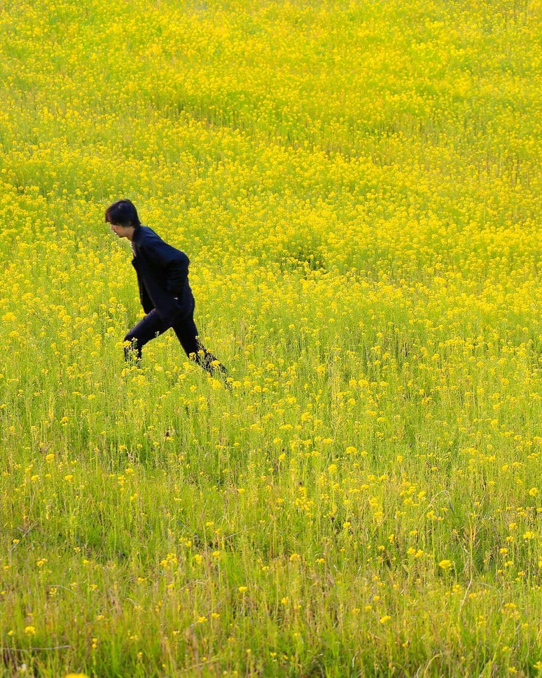 のインスタグラム：「* 菜の花畑 #rapeblossoms #rapeflower #yellowflowers #springflowers #naturelovers #landscapephotography #landscapehunter #countryside #instagramjapan #yukomouton_flowers #なのはな #菜の花」