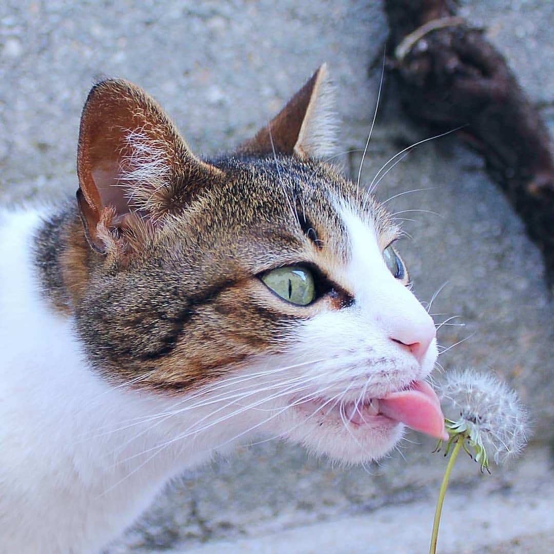 Homer Le Miaou & Nugget La Nugさんのインスタグラム写真 - (Homer Le Miaou & Nugget La NugInstagram)「There are plenty of dandelions in the garden. I figured i gave one to smell to Nug so i could have a cute picture... Guess what she did? Of course she tried to ate it! Told you, she is disgusted by any meat or fish but any fruit, vegetables and, apparently, flowers seems to be the perfect snack for her! Oh well... Does that count as a vegan taco? 😸🌿👅 #AreDandelionsGlutenFree」4月23日 22時14分 - homer_le_chat