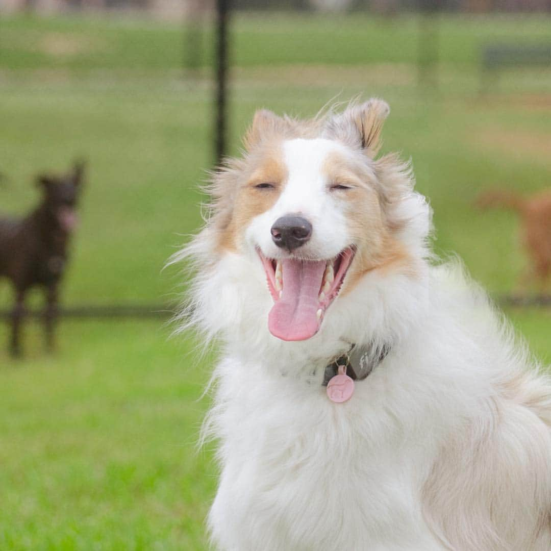 Jazzy Cooper Fostersさんのインスタグラム写真 - (Jazzy Cooper FostersInstagram)「UPDATE: Winner of this giveaway was announced on my IG story. Congratulations @amycsmith_ .  A really cool giveaway on this National Lost Dog Awareness Day. The winner will get a free tracking collar from @fi.dogs and a free 6 months subscription. It’s been great peace of mind to have the collar on BB (who is deaf) while we have the pool contractors coming in and out of the gate everyday.  Rules to qualify: Follow @fi.dogs Like this photo and tag 2 furry friends in the comment. US only at this time. Good luck! 🍀」4月23日 22時07分 - bordernerd