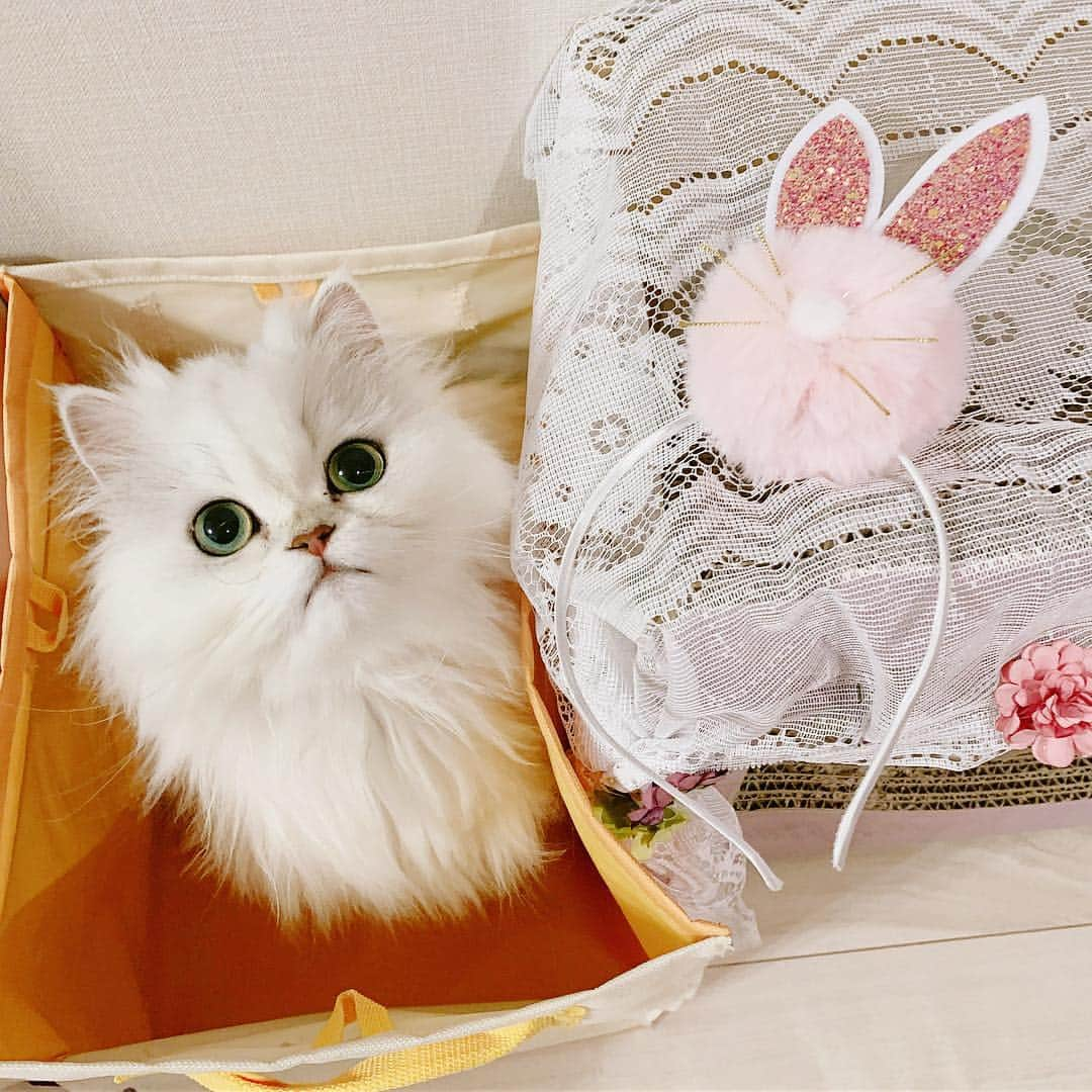 manami☺︎satoさんのインスタグラム写真 - (manami☺︎satoInstagram)「* 🐇🥚🌼🐰🐾🐣🌱 イースターふぅ様^ↀᴥↀ^︎💕︎ * #Easter#イースター#nyancon01#シマホとネコダスケステーション#小悪魔ふぅちゃん#チンチラシルバー#猫#ねこ#ふわもこ部#ねこのきもち#猫好きさんと繋がりたい#anicas#サンデイ#ペルシャ#猫のいる暮らし#냥스타그램#猫咪#KATZE#GATTA #ilovecats#meaw#kot#koty#catoftheday#cat#cats#instacat#catstagram#catsofinstagram#chinchillacat」4月23日 22時18分 - fuwari_kinaco