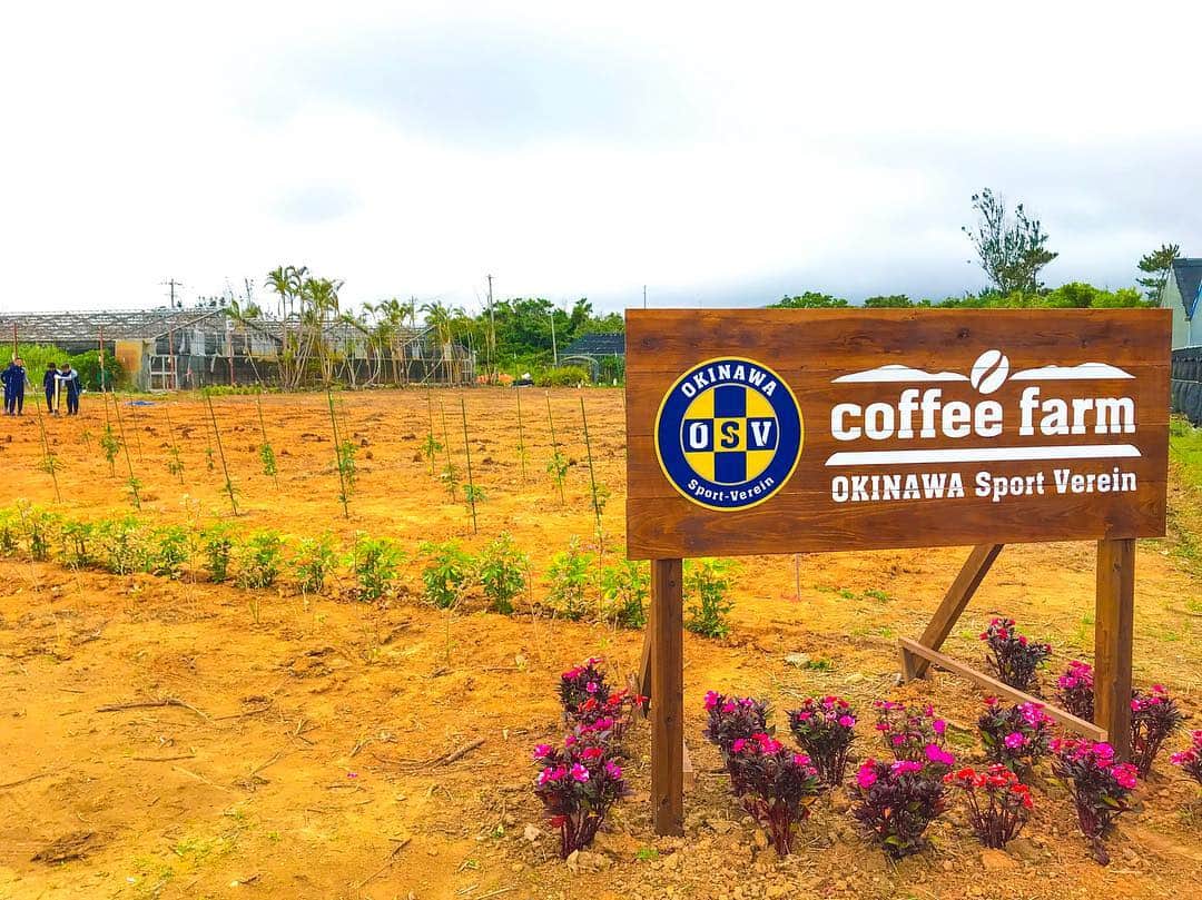 安藝正俊さんのインスタグラム写真 - (安藝正俊Instagram)「【Team OkinawaSV × Nestle】 Okinawa coffee project! : 沖縄コーヒープロジェクト☕️ 始動です👏 #沖縄SV#OKINAWA#JAPAN #沖縄SV#九州リーグ#KYFA #Nestle#ネスレ#スポンサー #コーヒー#coffee#beans#farm #沖縄コーヒープロジェクト #地域貢献#コーヒー豆#栽培 #project#start#good#challenge #cafe#OkinawaSV#NAGO #end」4月23日 22時19分 - akimasa_okinawa