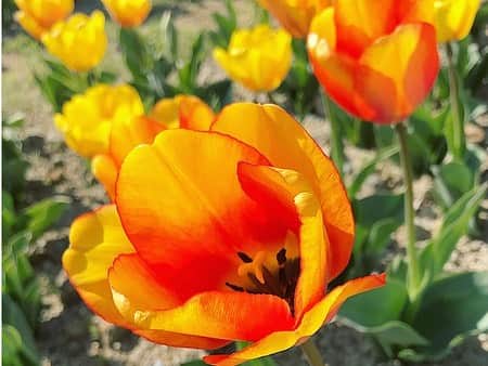 ree_mstorynさんのインスタグラム写真 - (ree_mstorynInstagram)「#flowerparkjapan  今が盛りとばかりに 咲き誇る花は しおれた私に 元気をくれる ・ 明日もがんばろ ・ #flower #spring #park #flowerpark #tulip #colorful #garden #beautiful #beautifulflower #公園 #チューリップ畑 #花好きな人と繋がりたい #花写真 #vsco #vscam」4月23日 22時31分 - ree_mstoryn