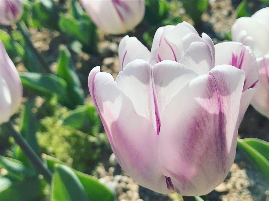 ree_mstorynさんのインスタグラム写真 - (ree_mstorynInstagram)「#flowerparkjapan  今が盛りとばかりに 咲き誇る花は しおれた私に 元気をくれる ・ 明日もがんばろ ・ #flower #spring #park #flowerpark #tulip #colorful #garden #beautiful #beautifulflower #公園 #チューリップ畑 #花好きな人と繋がりたい #花写真 #vsco #vscam」4月23日 22時31分 - ree_mstoryn