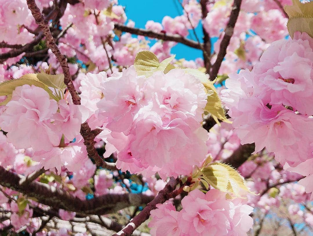 平野ひかるさんのインスタグラム写真 - (平野ひかるInstagram)「兼六園の桜。 これはなんの桜だろ？？ #桜 #満開 #cherryblossom  #flower」4月23日 22時28分 - hikarun80129