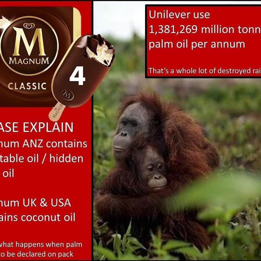 OFI Australiaさんのインスタグラム写真 - (OFI AustraliaInstagram)「Unilever please explain why you need to use palm oil in Magnum icecreams in Australia and New Zealand, yet not in the UK or USA? ... it is clear that using palm oil is not necessary! @unilever  _____________________________________ 🐒 OFIA Founder: Kobe Steele 💌 kobe@ofiaustralia.com | OFIA Patron and Ambassador: @drbirute @orangutanfoundationintl |  www.orangutanfoundation.org.au 🐒  #orangutan #orphan #rescue #rehabilitate #release #BornToBeWild #Borneo #Indonesia #CampLeakey #orangutans #savetheorangutans #sayNOtopalmoil #palmoil #deforestation #destruction #rainforest #instagood #photooftheday #environment #nature #instanature #endangeredspecies #criticallyendangered #wildlife #orangutanfoundationintl #ofi #drbirute #ofi_australia #ofia #FosterAnOrangutanToday」4月23日 22時30分 - ofi_australia