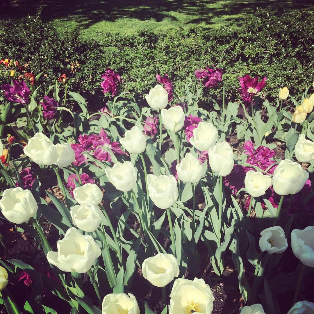 Ka-Naさんのインスタグラム写真 - (Ka-NaInstagram)「I’m at Brooklyn Botanic Garden again! There is a press preview for the Sakura Matsuri this morning :) It’s a really beautiful day today! I’m so excited about it!  今日は、来週の桜祭りのプレスプレビューのために、ボタニックガーデンに来ています♪ 先週よりお花がたくさん咲いていて、とってもキレイー！ 慣れない自撮りをしてみたけど（笑）、下手すぎるー(￣∀￣;) でも、お花は美しいですー♪  #brooklynvotanicgarden#sakuramatsuri2019#nyc#prespreview#自撮り#下手っぴ#お花きれい#ついに春」4月23日 22時42分 - kanajpop