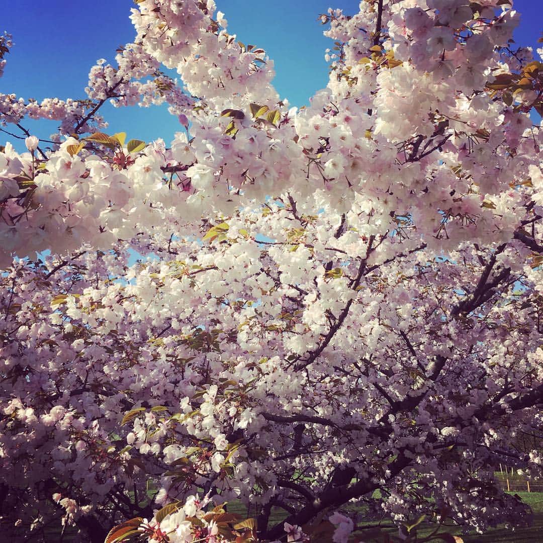 Ka-Naさんのインスタグラム写真 - (Ka-NaInstagram)「I’m at Brooklyn Botanic Garden again! There is a press preview for the Sakura Matsuri this morning :) It’s a really beautiful day today! I’m so excited about it!  今日は、来週の桜祭りのプレスプレビューのために、ボタニックガーデンに来ています♪ 先週よりお花がたくさん咲いていて、とってもキレイー！ 慣れない自撮りをしてみたけど（笑）、下手すぎるー(￣∀￣;) でも、お花は美しいですー♪  #brooklynvotanicgarden#sakuramatsuri2019#nyc#prespreview#自撮り#下手っぴ#お花きれい#ついに春」4月23日 22時42分 - kanajpop