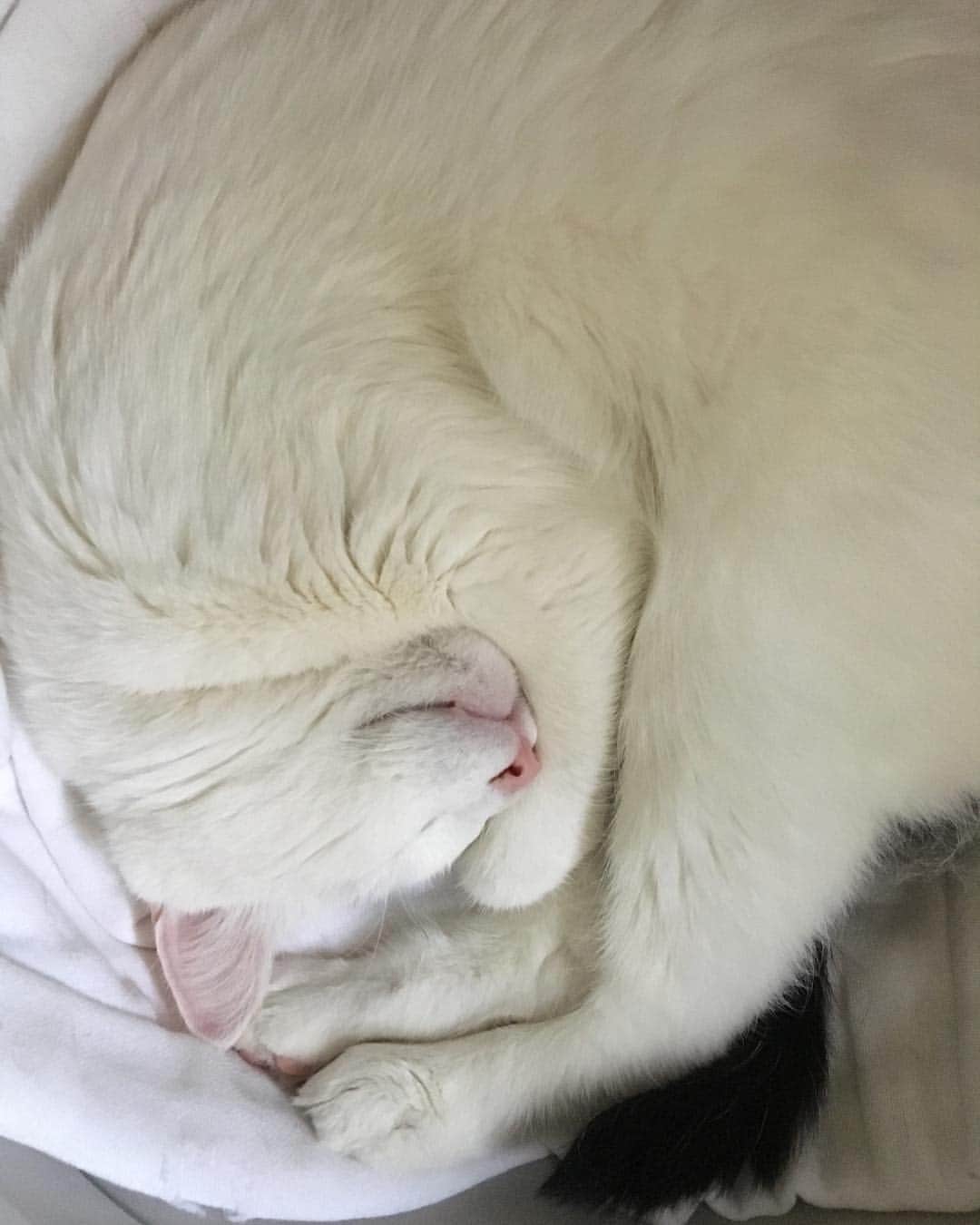 Samのインスタグラム：「Someone was not in the mood for photos today... 🌀🌀🌀」